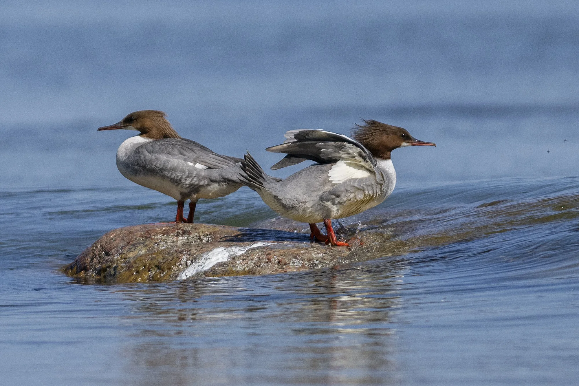 Jääkosklad (Mergus merganser) Harjumaa 2024
