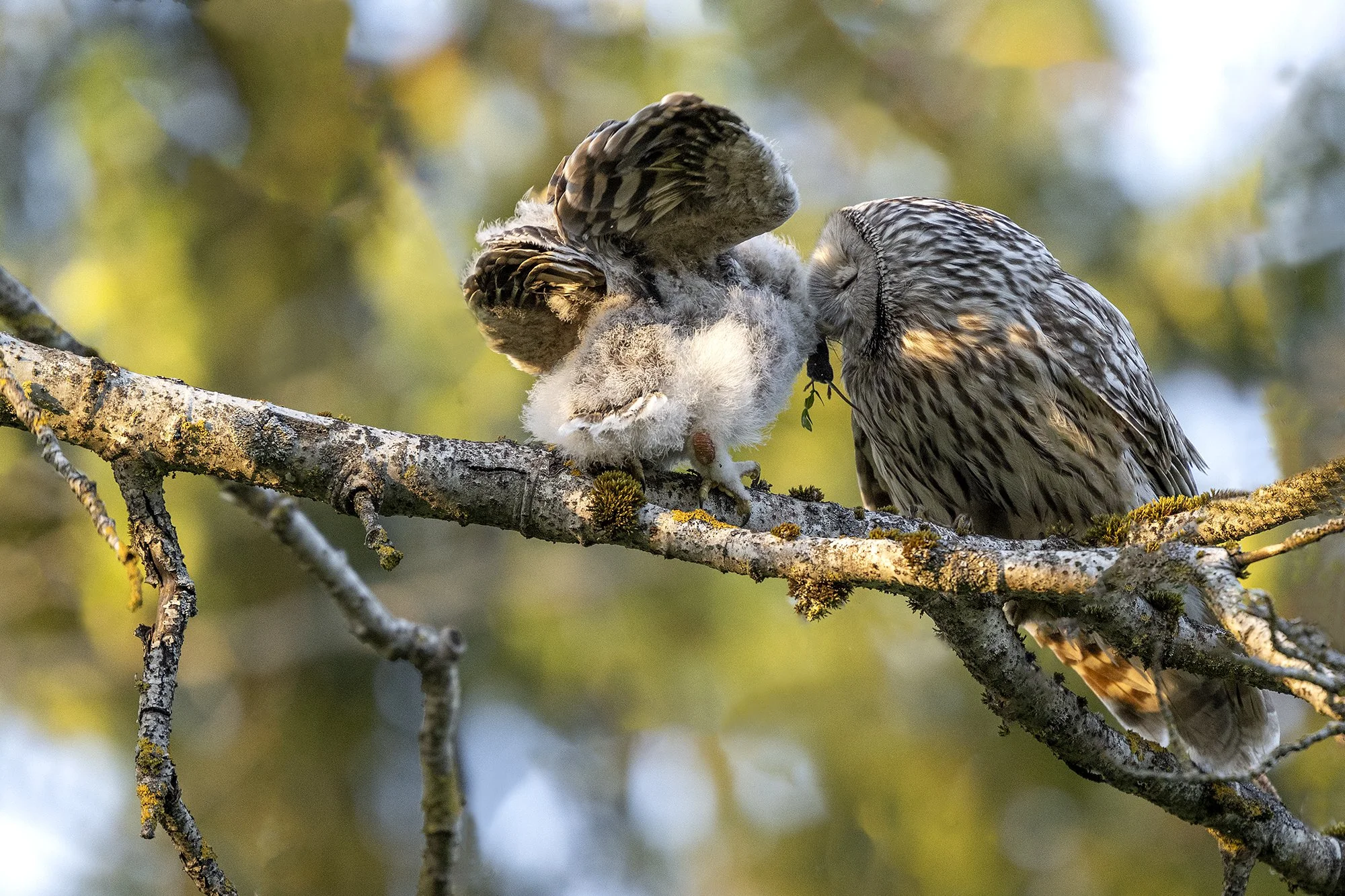 "Tervislik õhtusöök" Händkakud. (Strix uralensis) Harjumaa 2025