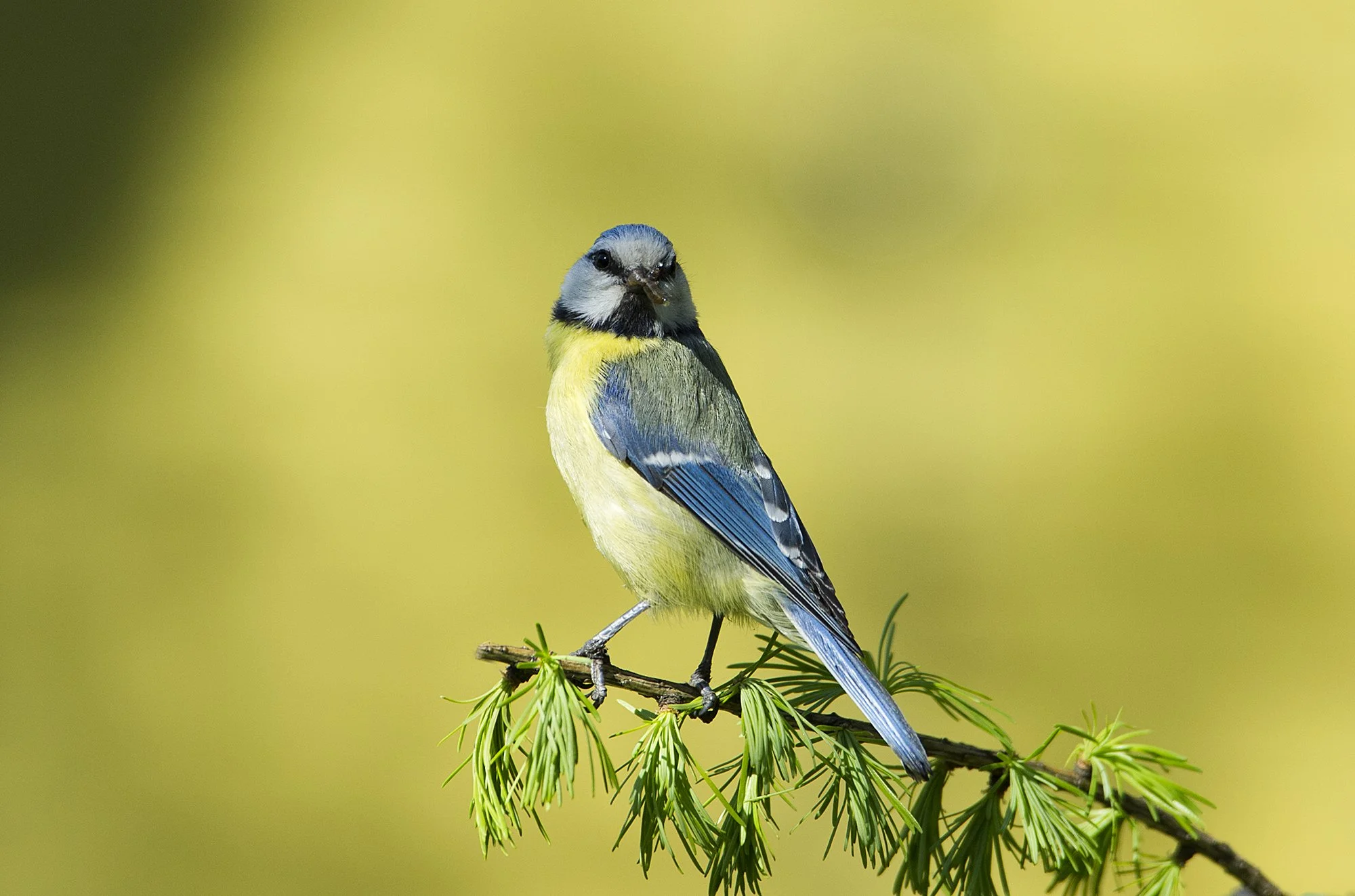 "Sinitihane ussikesega". Sinitihane. Parus caeruleus. Pitita, Eesti. 2016