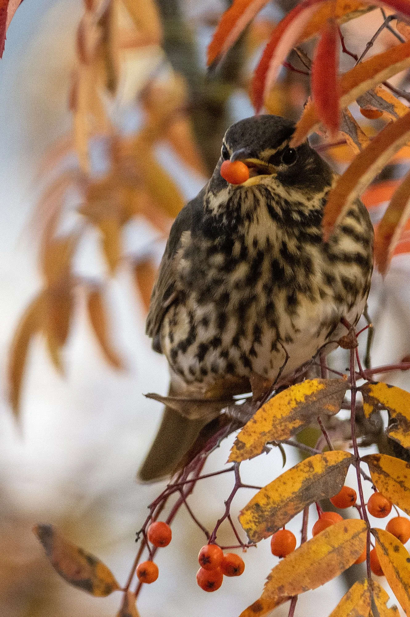 Sügisvärvid" Vainurästas pihlamarju noppimas. Turdus iliacus. Pirita, Eesti 2022