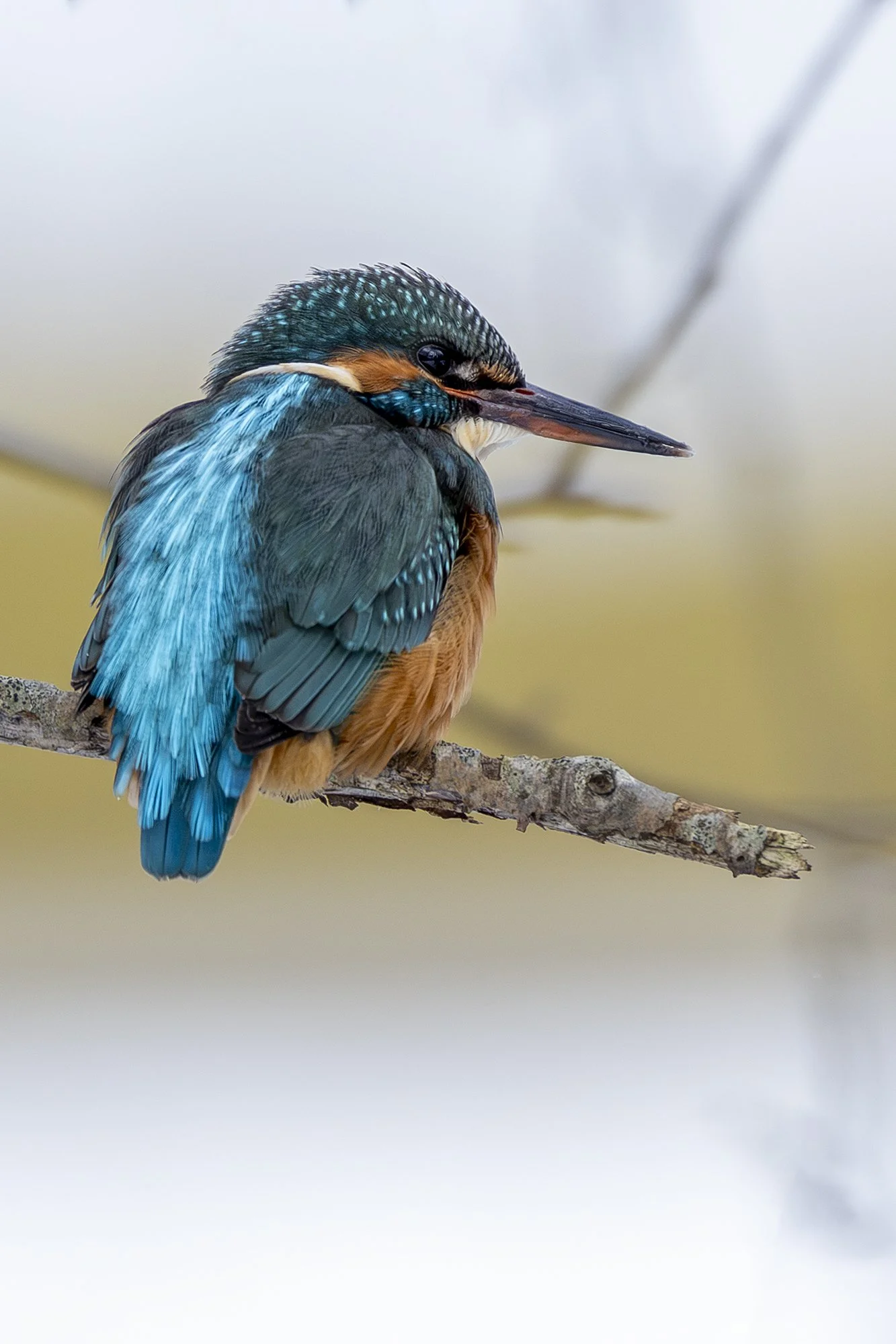 Jäälind. Talvine värvipall (Alcedo atthis) Harjumaa 2026