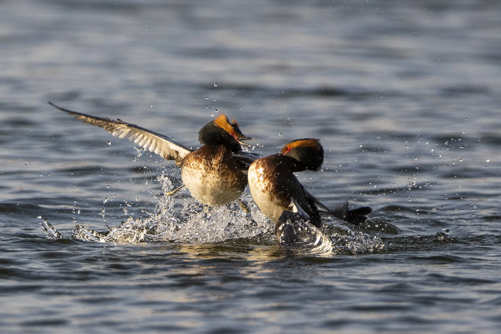 "Suur merelahing" Sarvikpüttide võitlus kaaslaste pärast. Podiceps auritus. Harjumaa , Eestis 2021