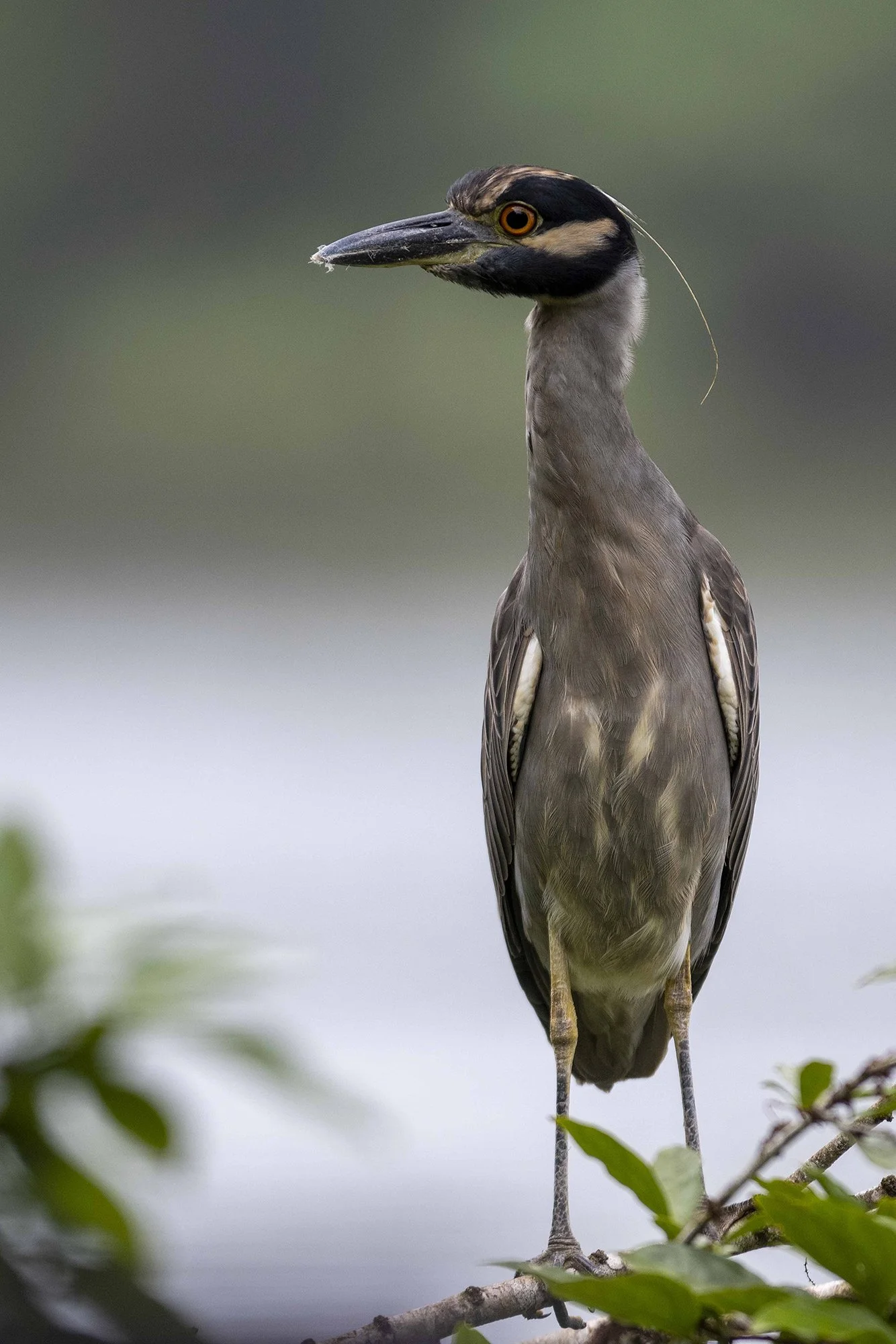 "Terav pilk"  Krabi ööhaigur. Nyctanassa violacea. Costa Rica. 2021