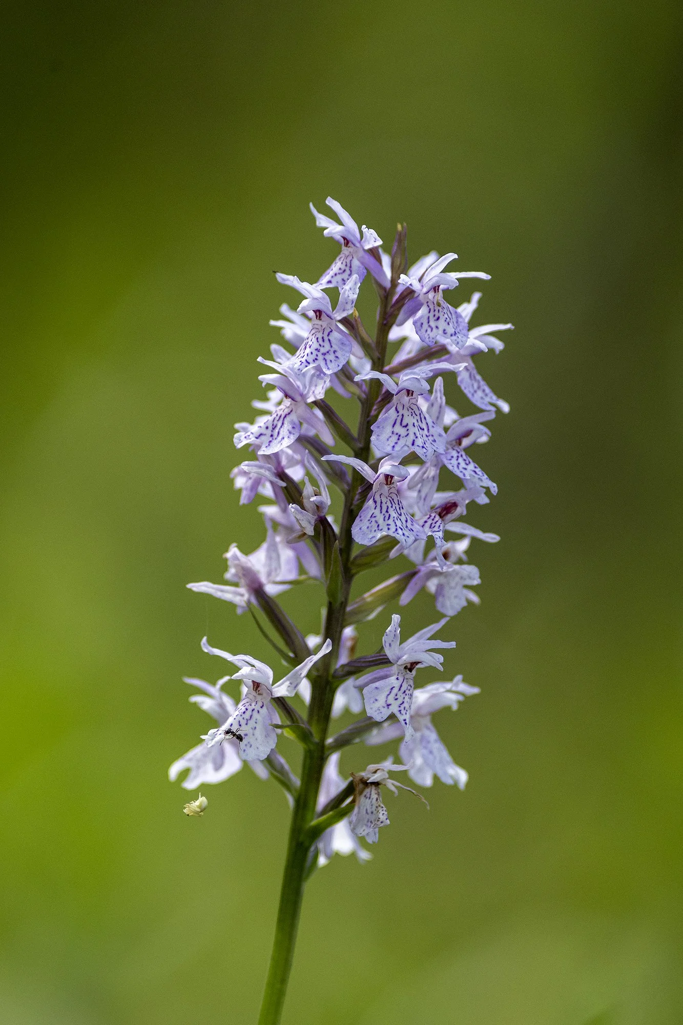 Kuradi-sõrmkäpp. (Dactylorhiza maculata) Alutaguse. 2024