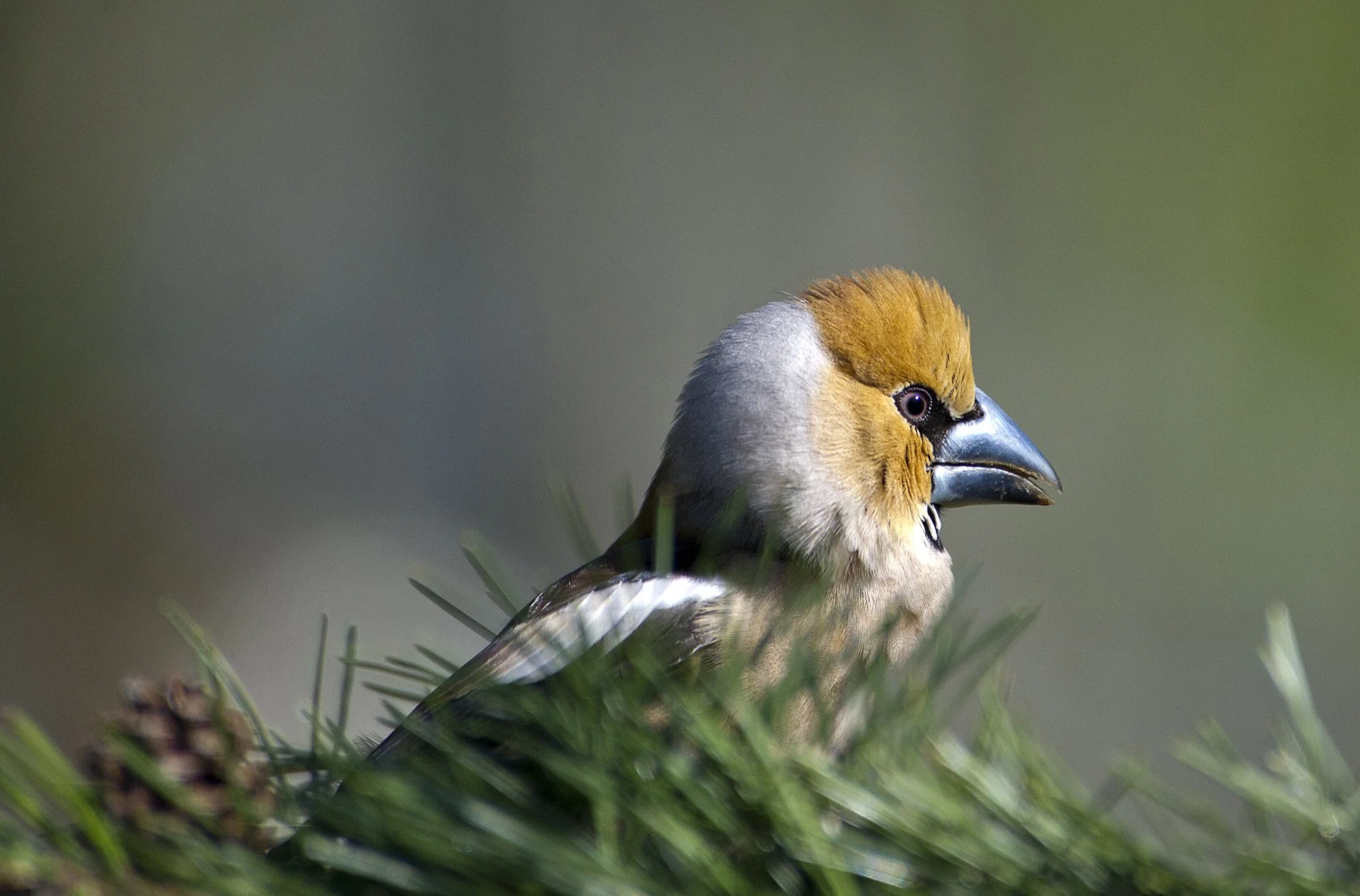 "Turritaja" Suurnokk. Coccothraustes coccothraustes. Harjumaa, Eesti. 2019