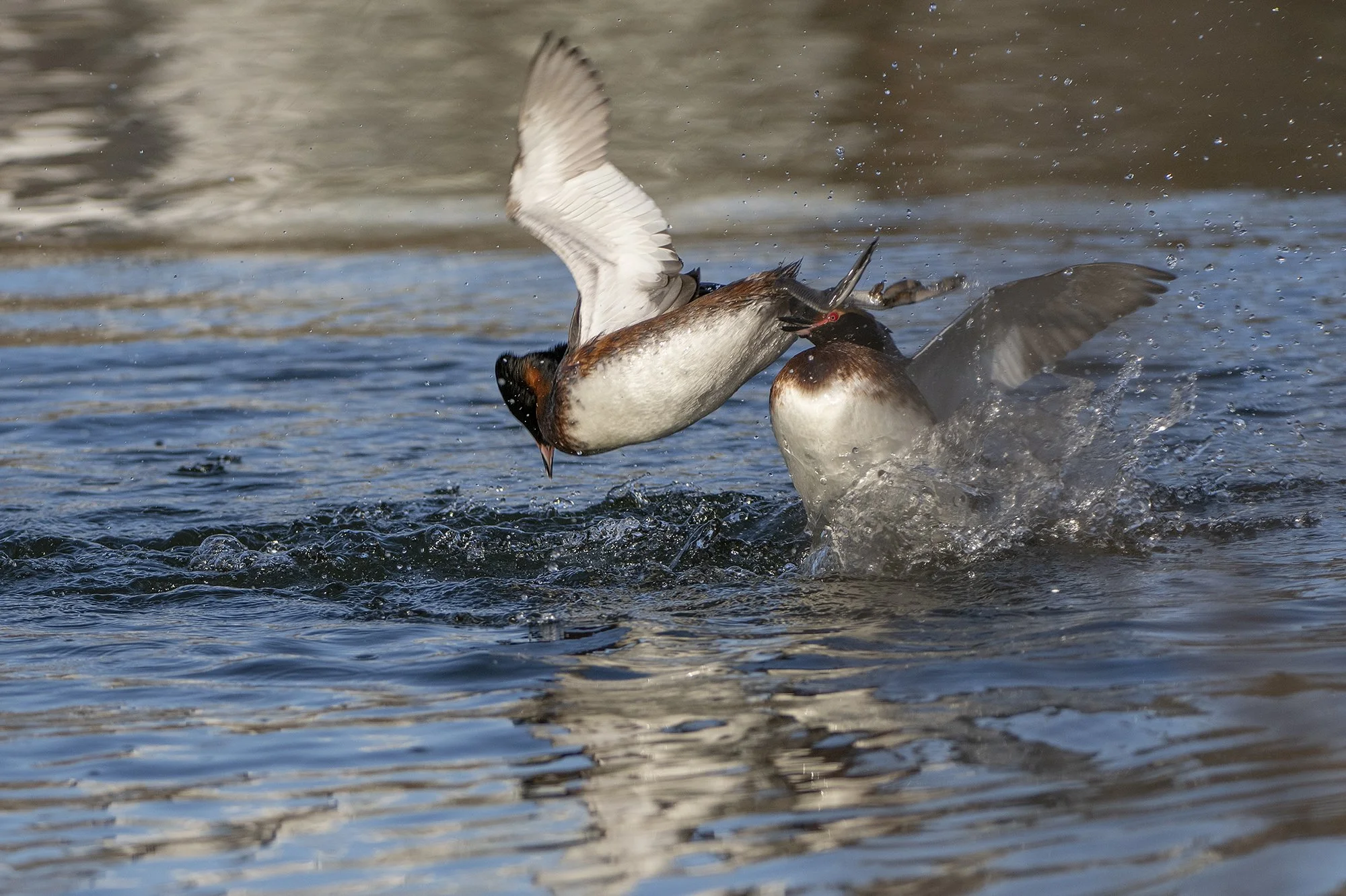 "Jõuvõtted" Sarvikpütid võitlemas territooriumi pärast" Podiceps auritus. Harjumaa, Eesti. 2021