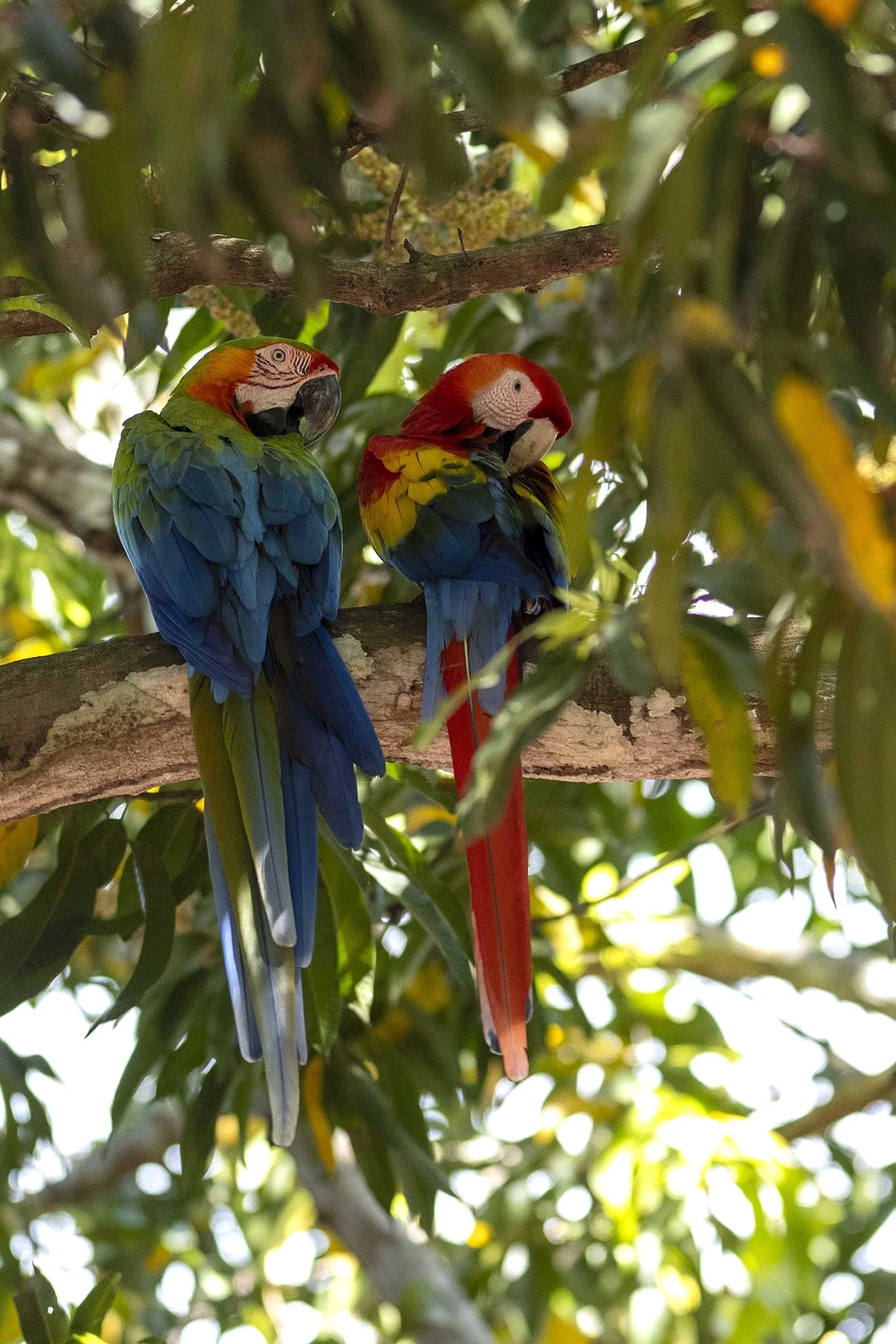 "Puna-aarad". Ara macao. Costa Rica 2021