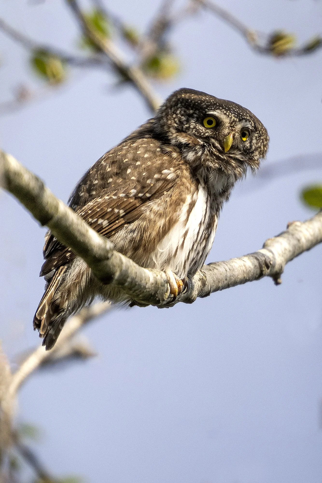 Värbkakk oksal  (Glaucidium passerinum)  Harjumaa 2025