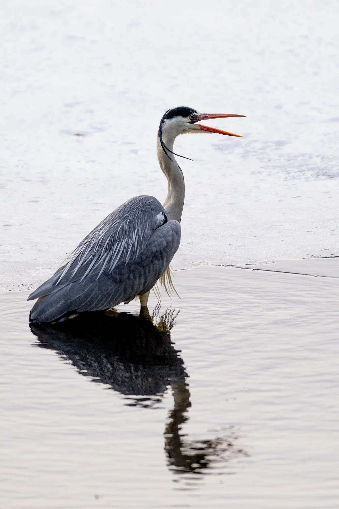 "Kevadine kalapüük" Hall-haigur varakevadel nälga kustutamas. Ardea cinerea. Värska, Eesti. 2023