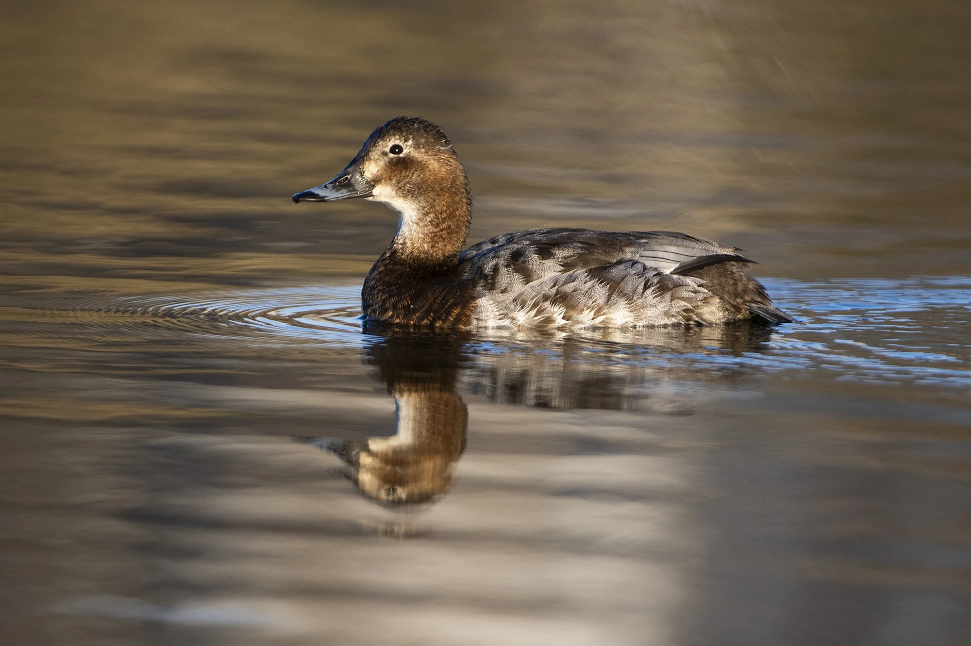 "Vart" Punapea-vart. Tadorna tadorna. Läänemaa, Eesti. 2020