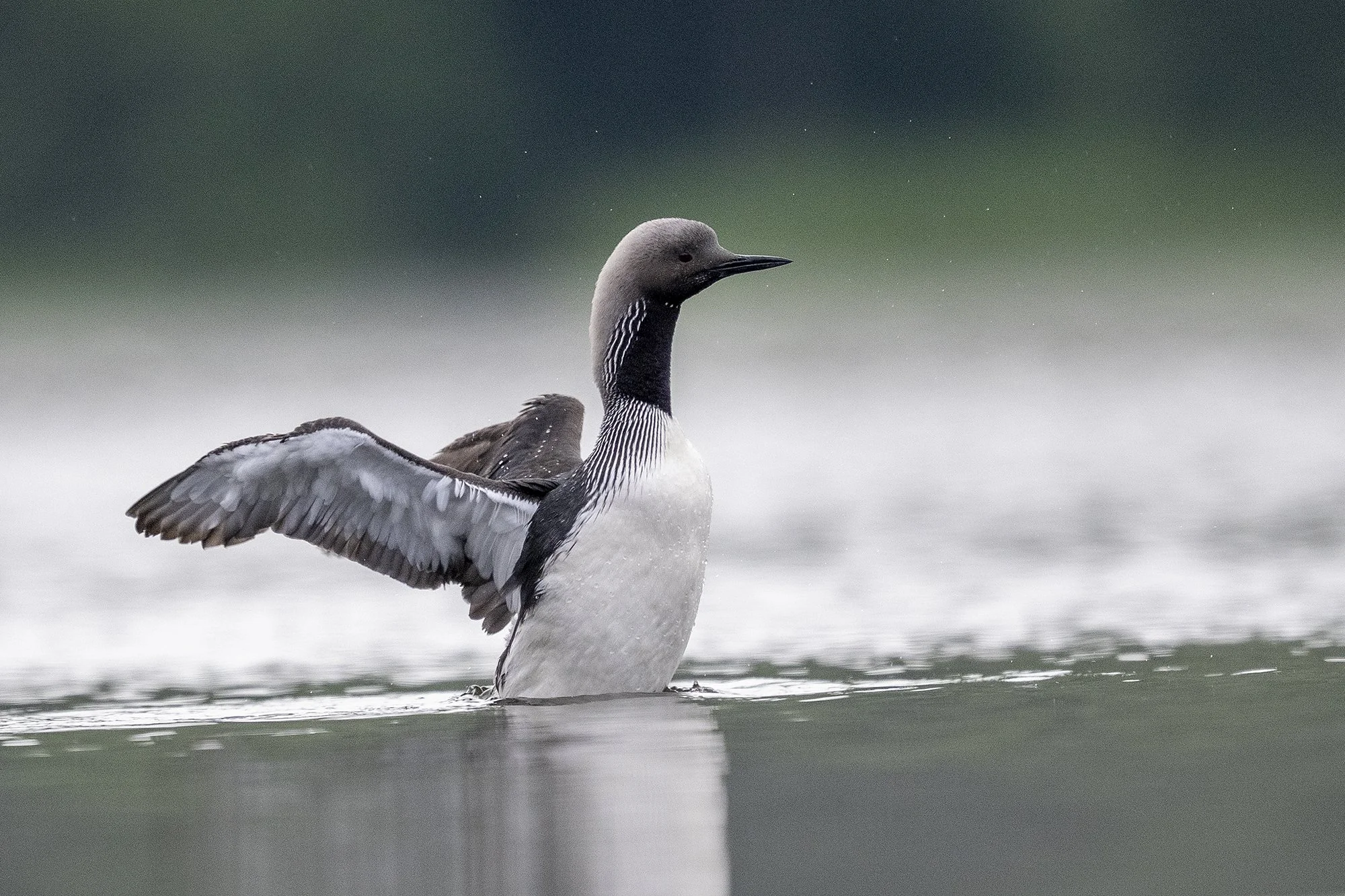 Järvekaur, ehk kakerdaja (Gavia arctica). Eestis, 2026