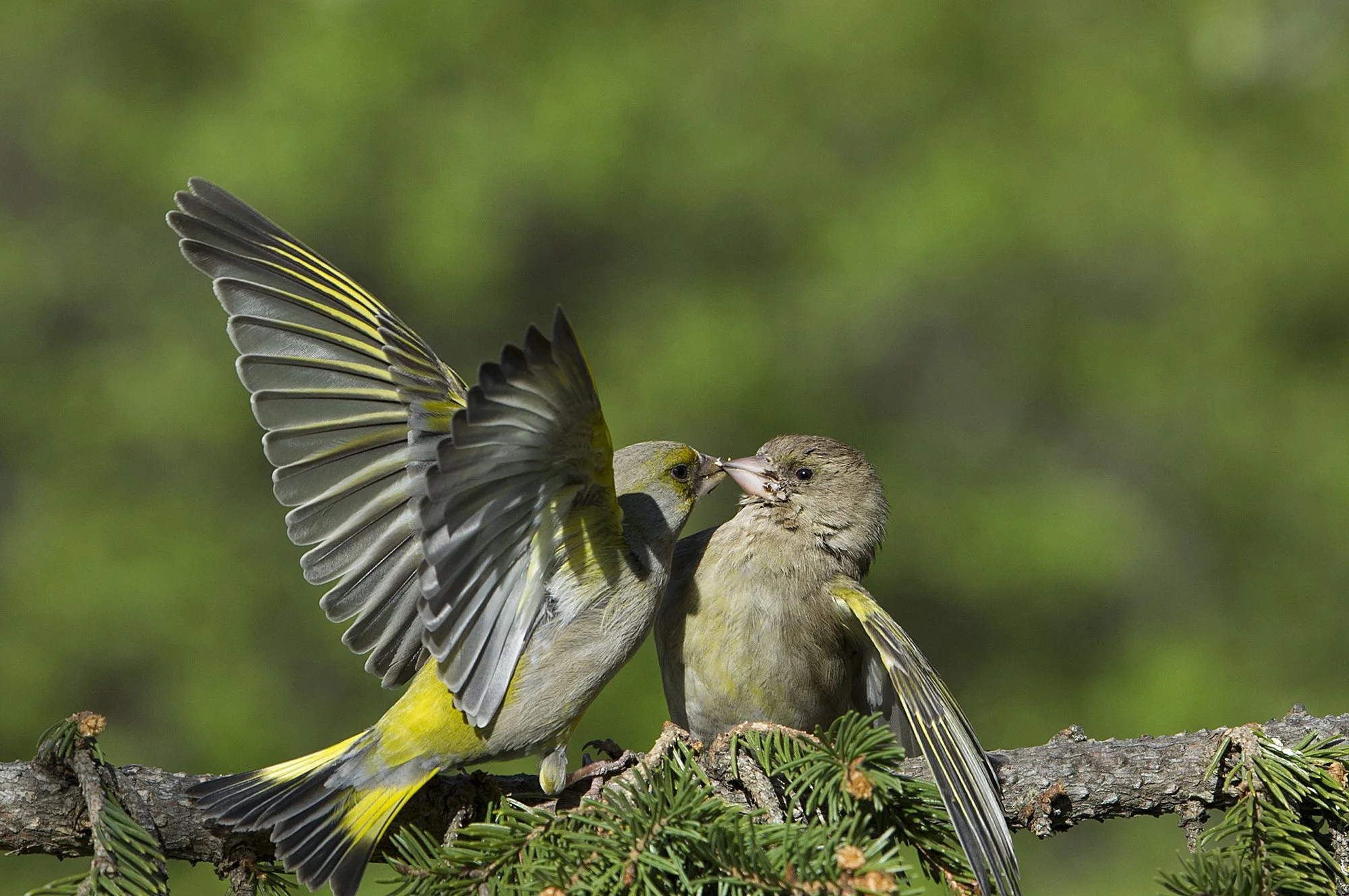 "Musi" Rohevindid. Carduelis chloris. Kadriorg. Eesti. 2019