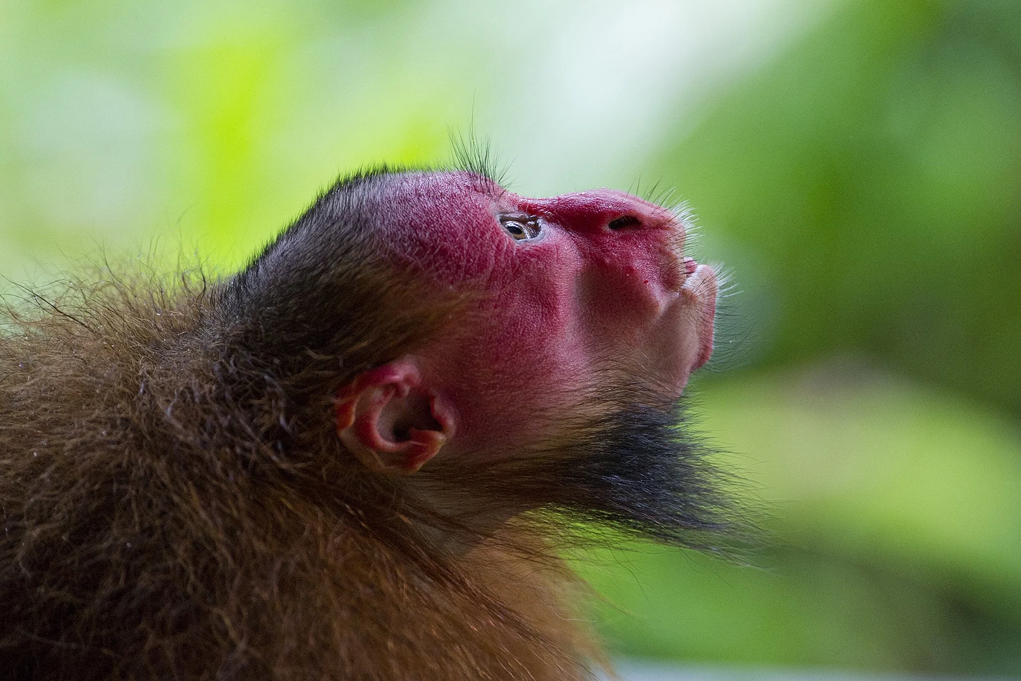 "Punapärdik" Amazonas, Peruu. 2012