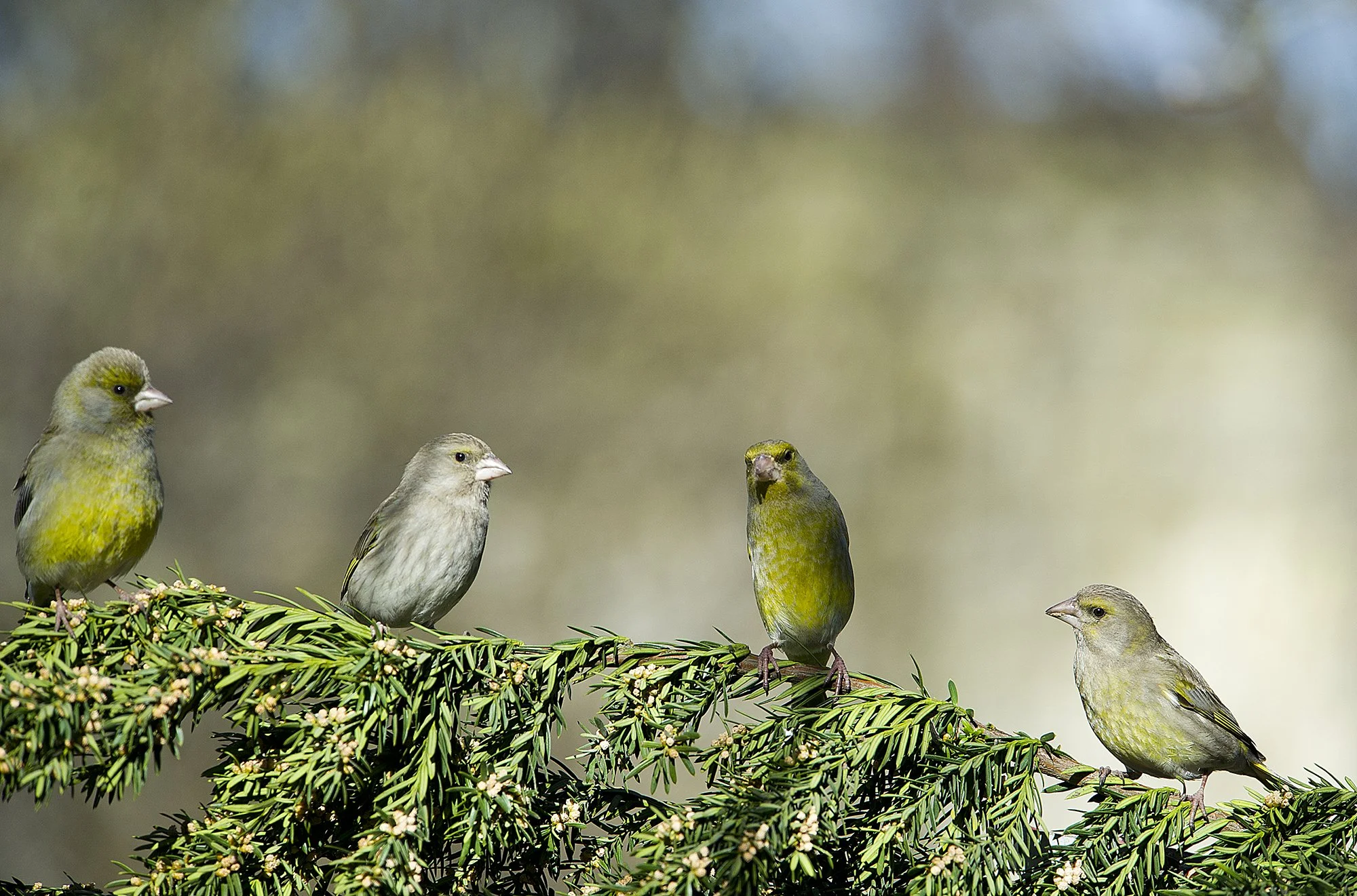 "Heaoluühiskond". Rohevindid. Carduelis chloris. Kadriorg. Eesti. 2017