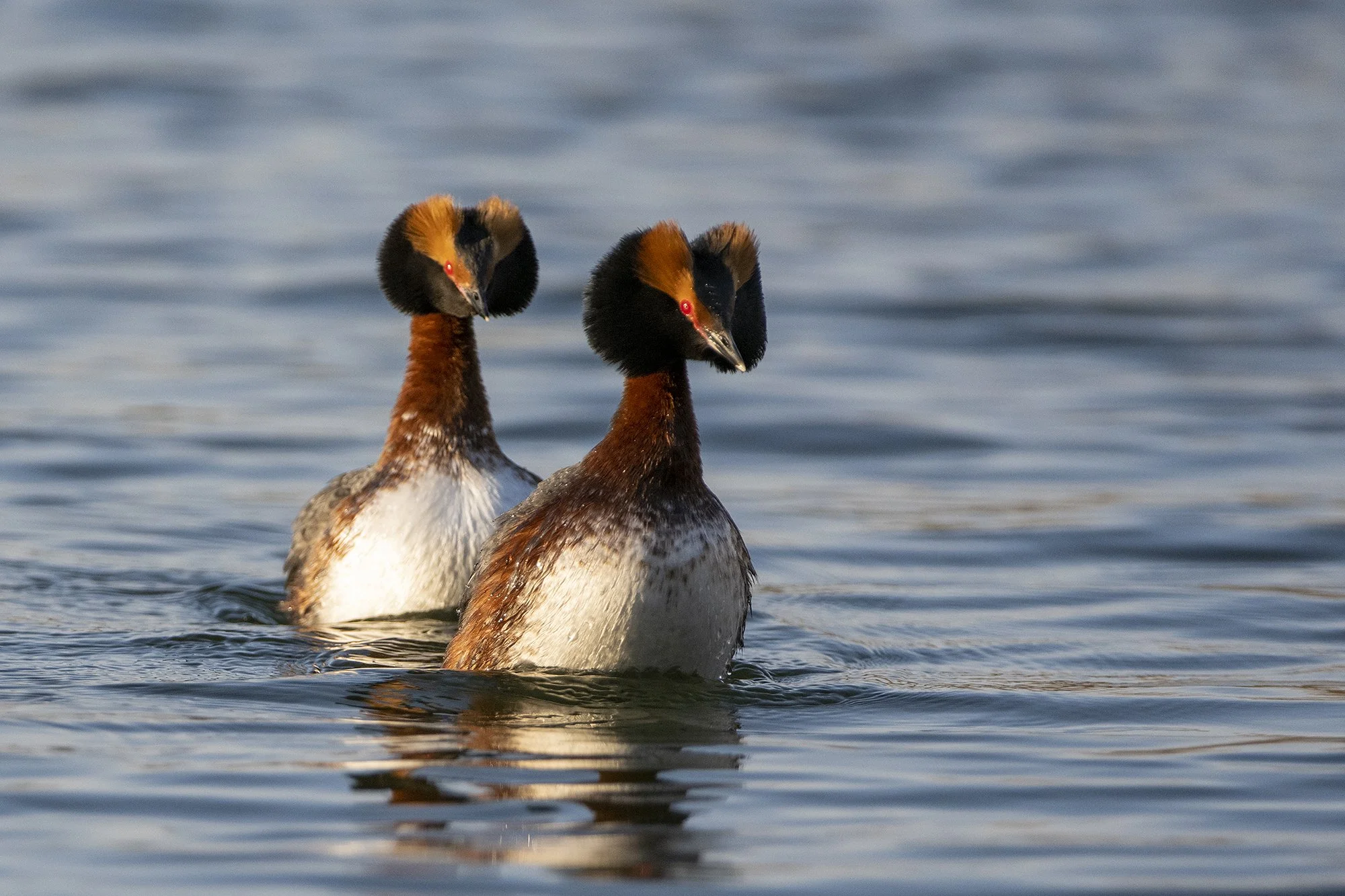 "Ühine suund" Sarvikpütid. Podiceps auritus. Harjumaa. Eesti. 2021