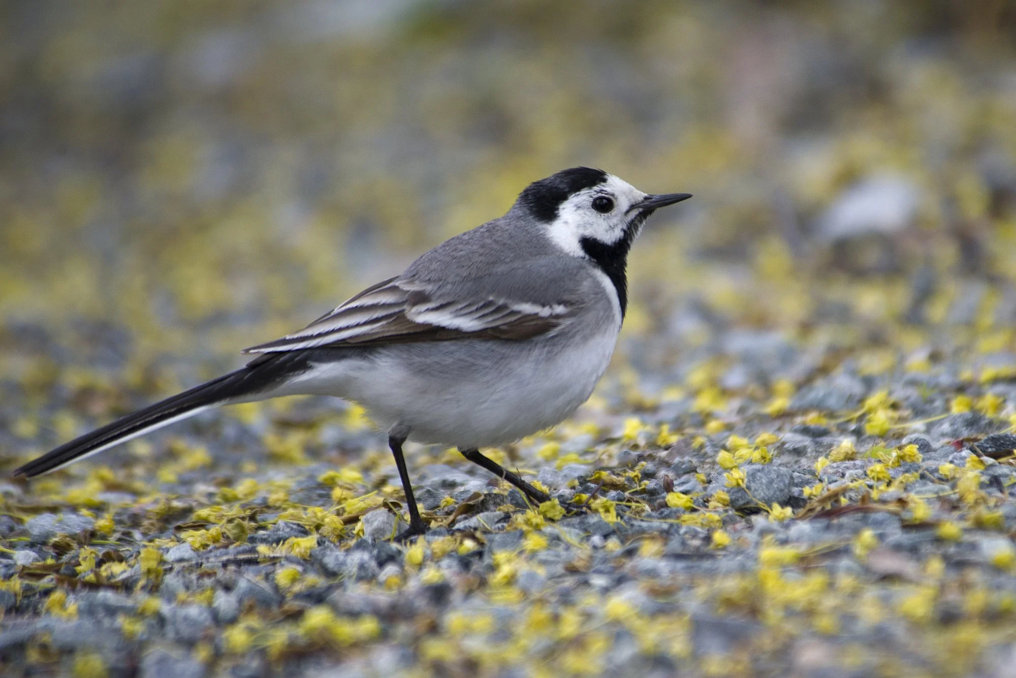 "Kirjul vaibal" Linavästrik.Moticilla alba. Tallinn, Eesti. 2020