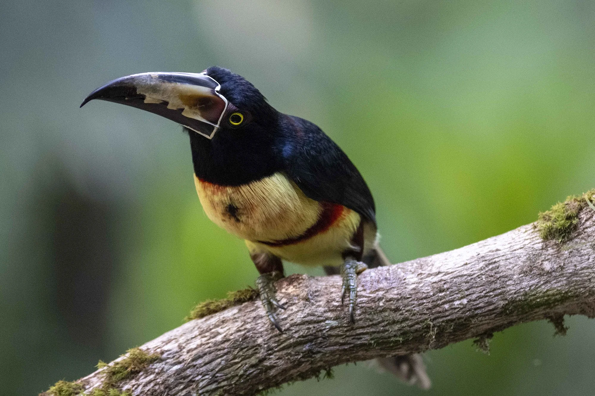"Tulinokk - tuukan".  Pteroglossus torguatus. Costa Rica 2021