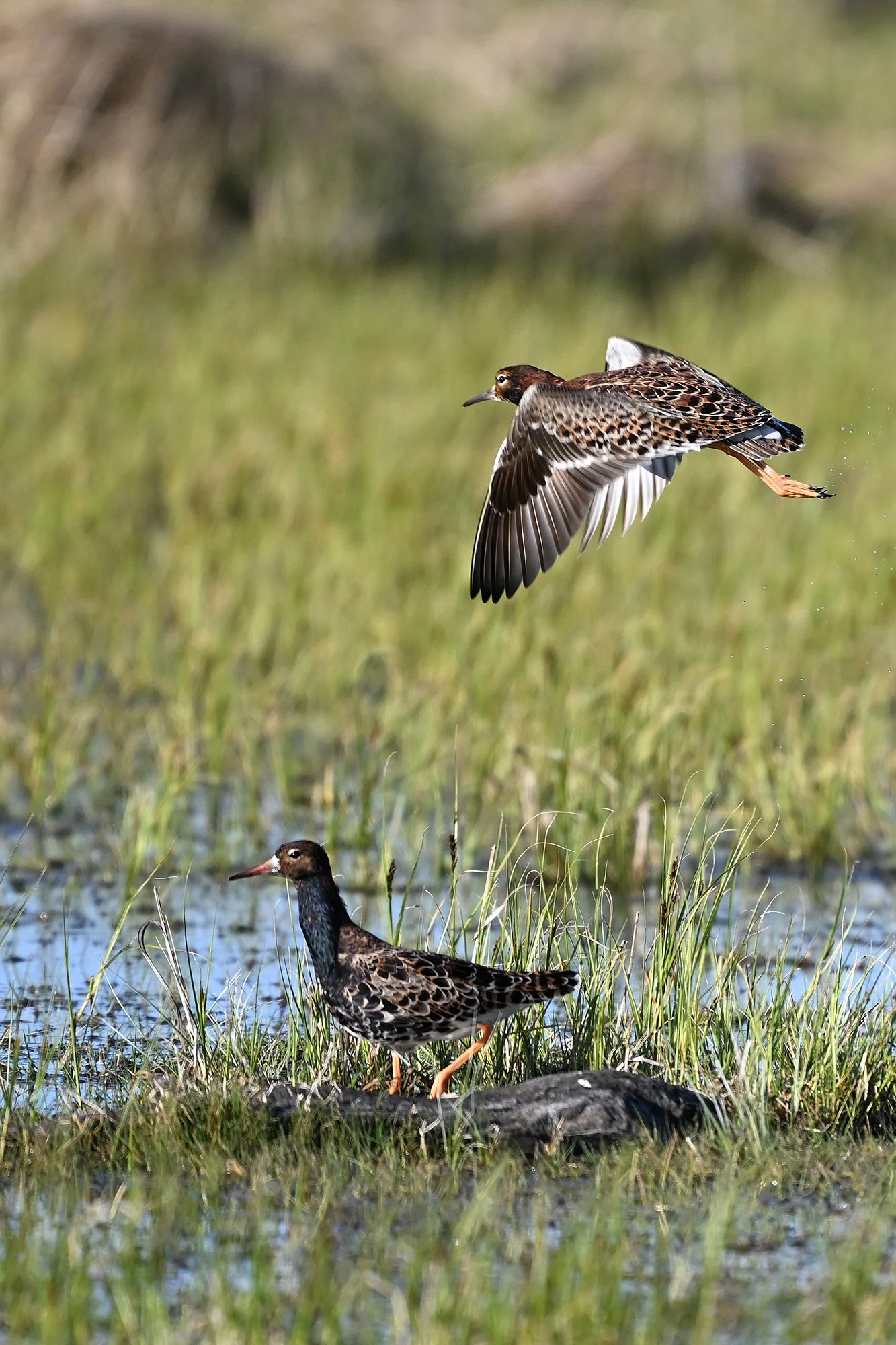Tutkad. (Calidris pugnax) Läänemaa 2025