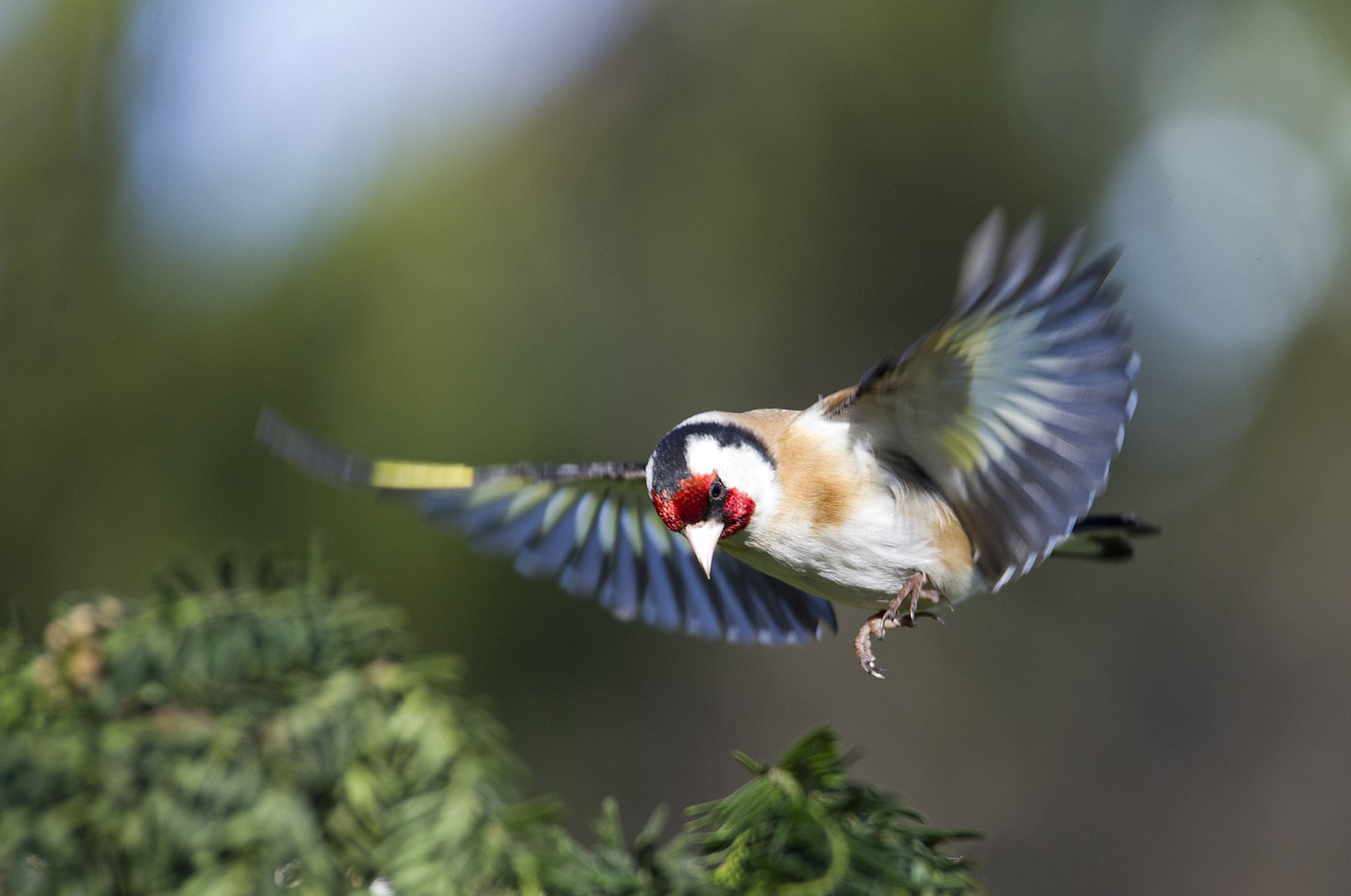 "Maandumine" Ohakalind. Carduelis carduelis. Kadriorg, Eesti. 2018