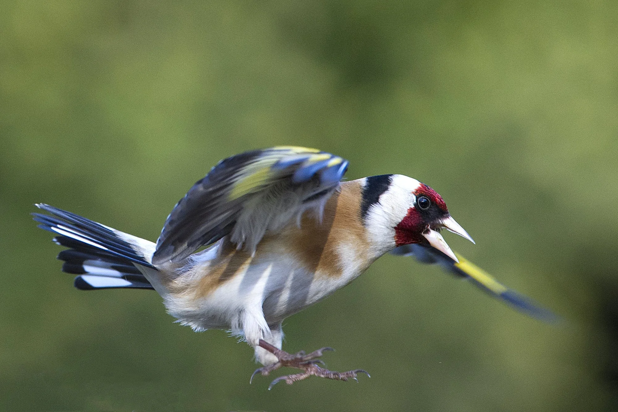 "Kaugushüppaja" Ohakalind. Carduelis carduelis. Pirita, Eesti 2020