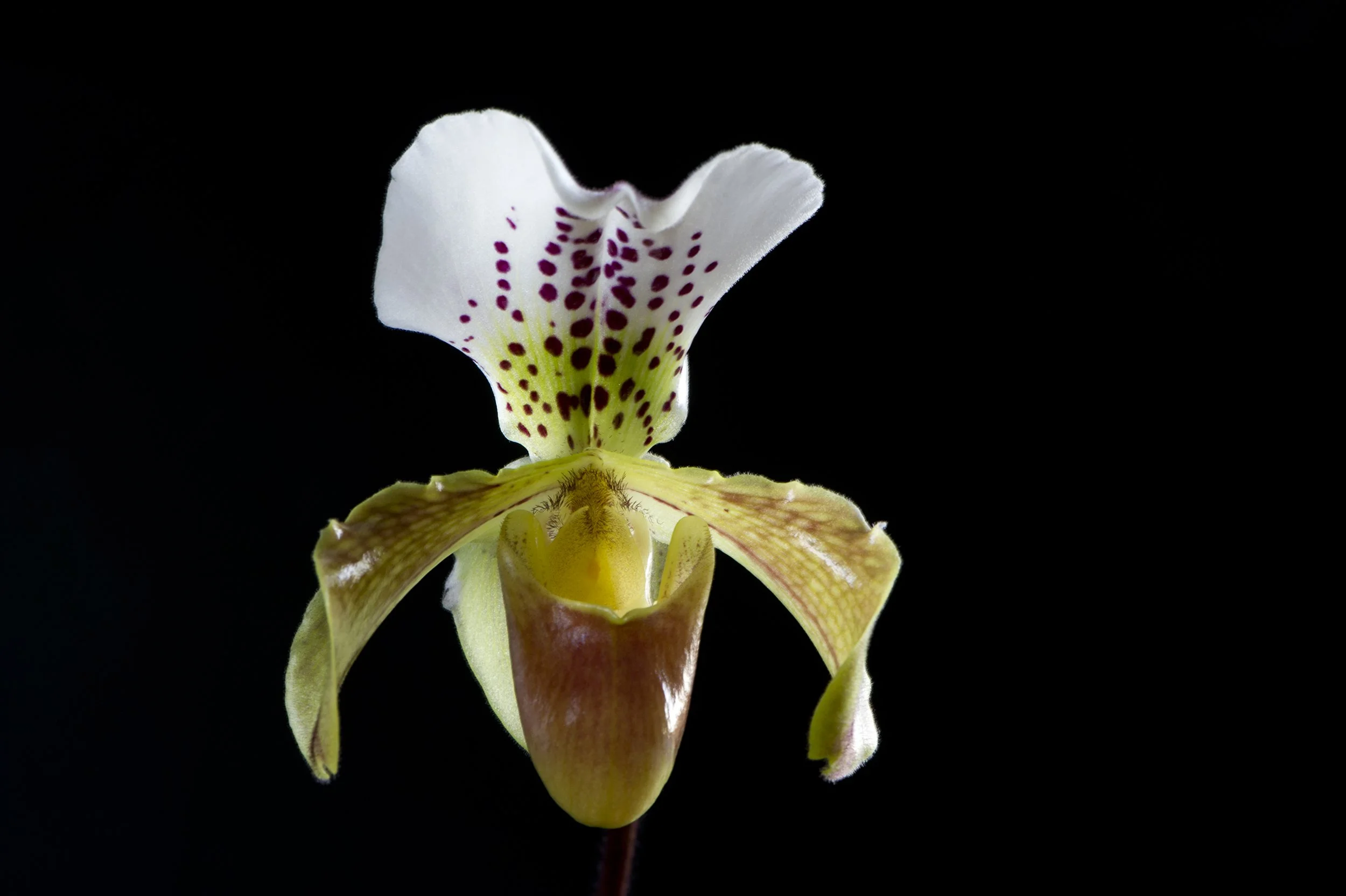 Veenusking. Paphiopedilum insigne. Tallinn, Eesti. 2011
