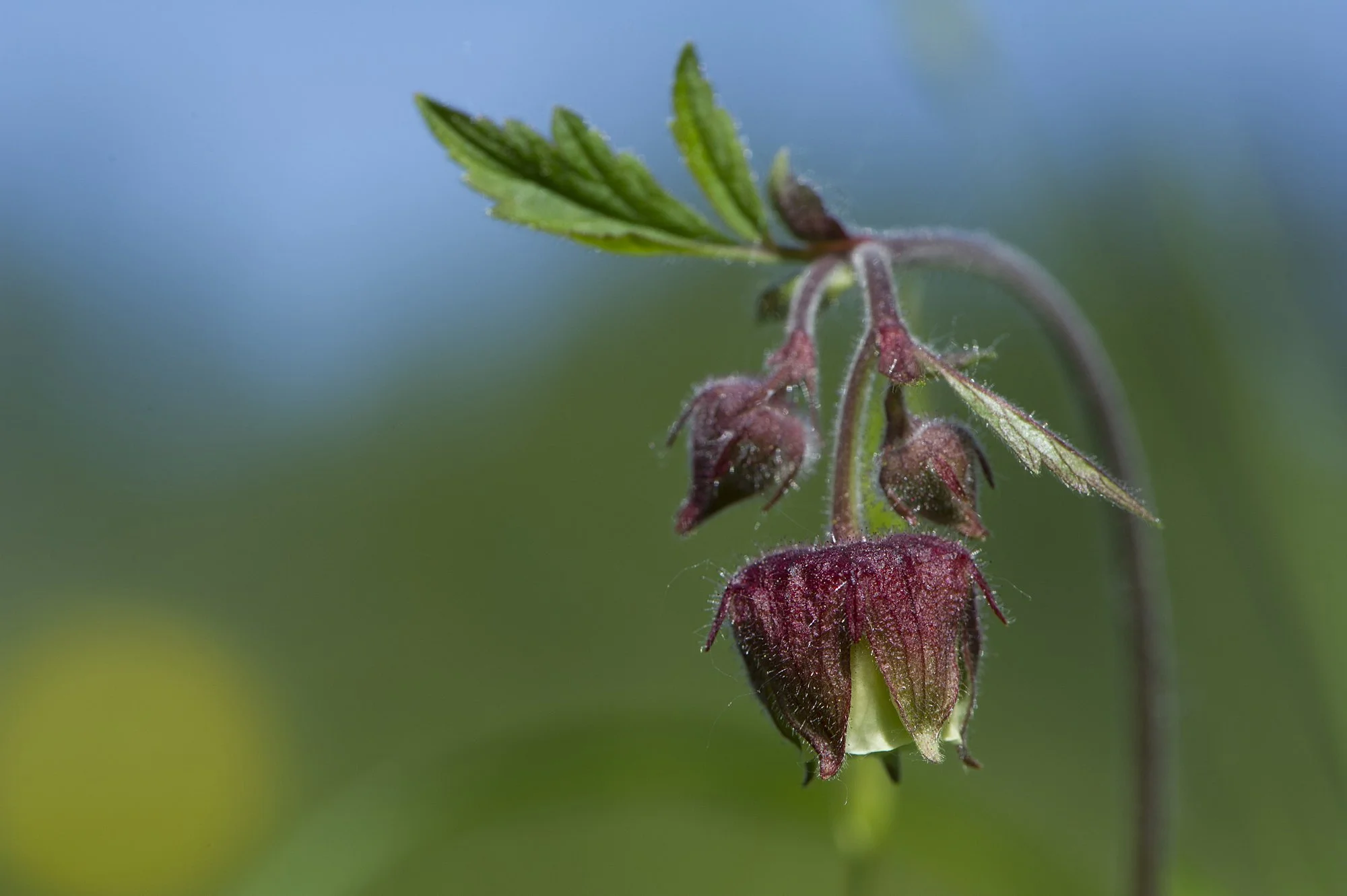 "Kummardus" Ojamõõl. Geum rivale. Valgamaa, Eesti. 2011