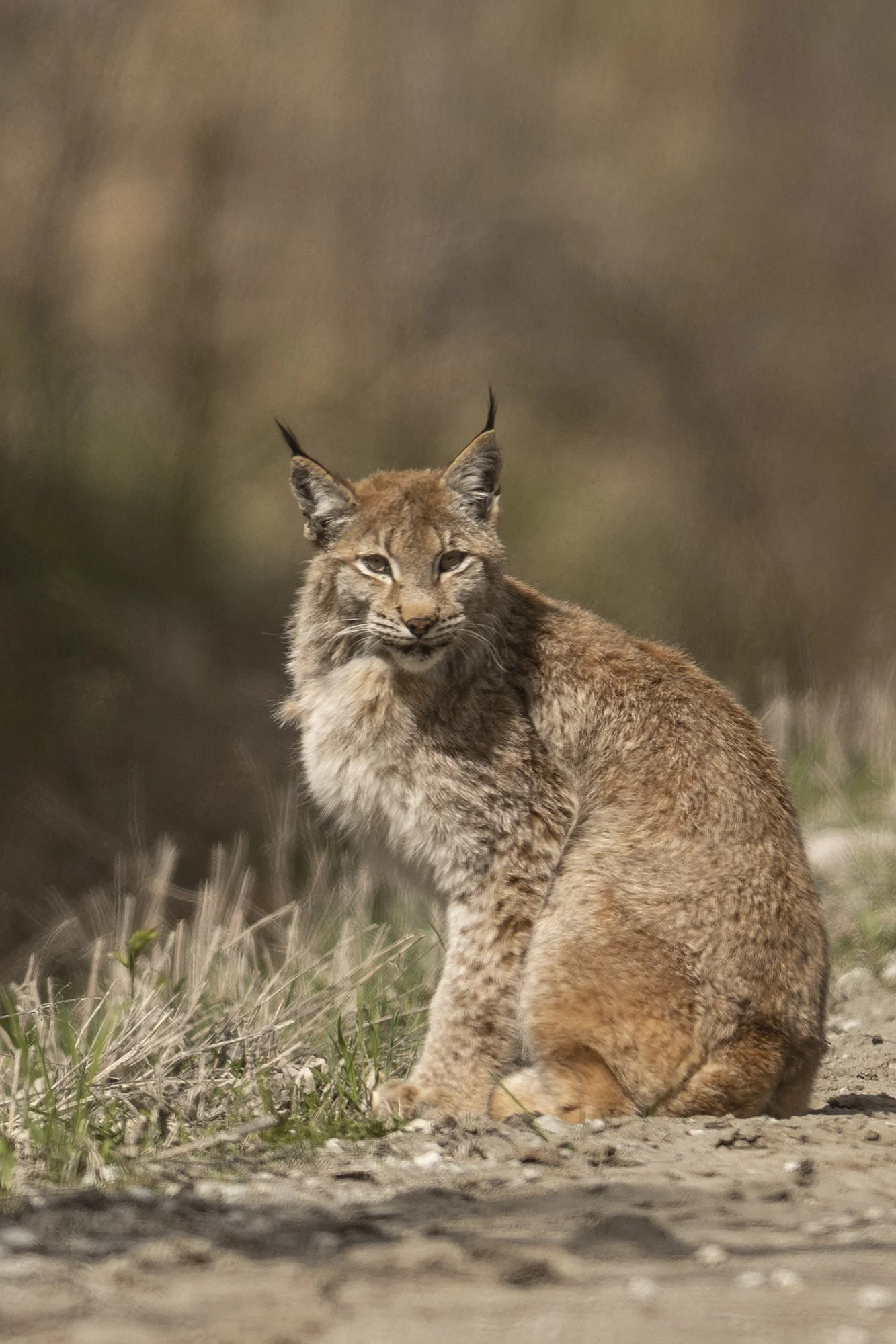 "Silmast silma ilvesega" Ilves. Lynx lynx. Alutaguse 2023.