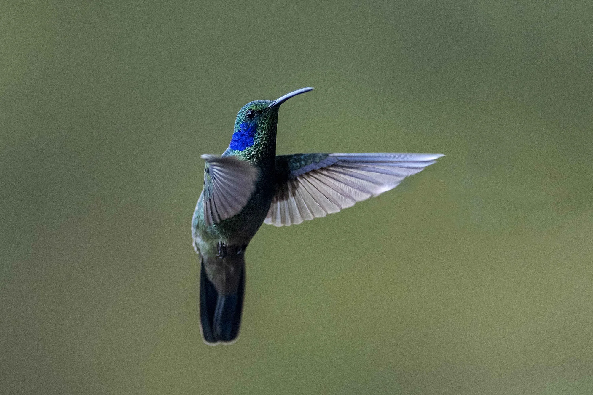 "Koolibi 3" Nõlva-ametüstkoolibri.  Colibri cyanotus. Costa Rica. 2021