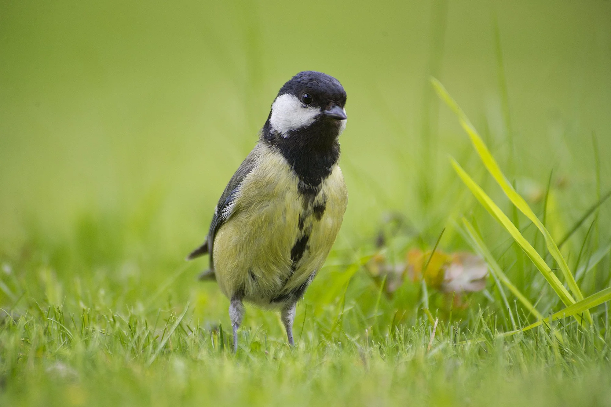 "Uudishimulik" Rasvatihane. Parus major. Pirita, Eesti 2020