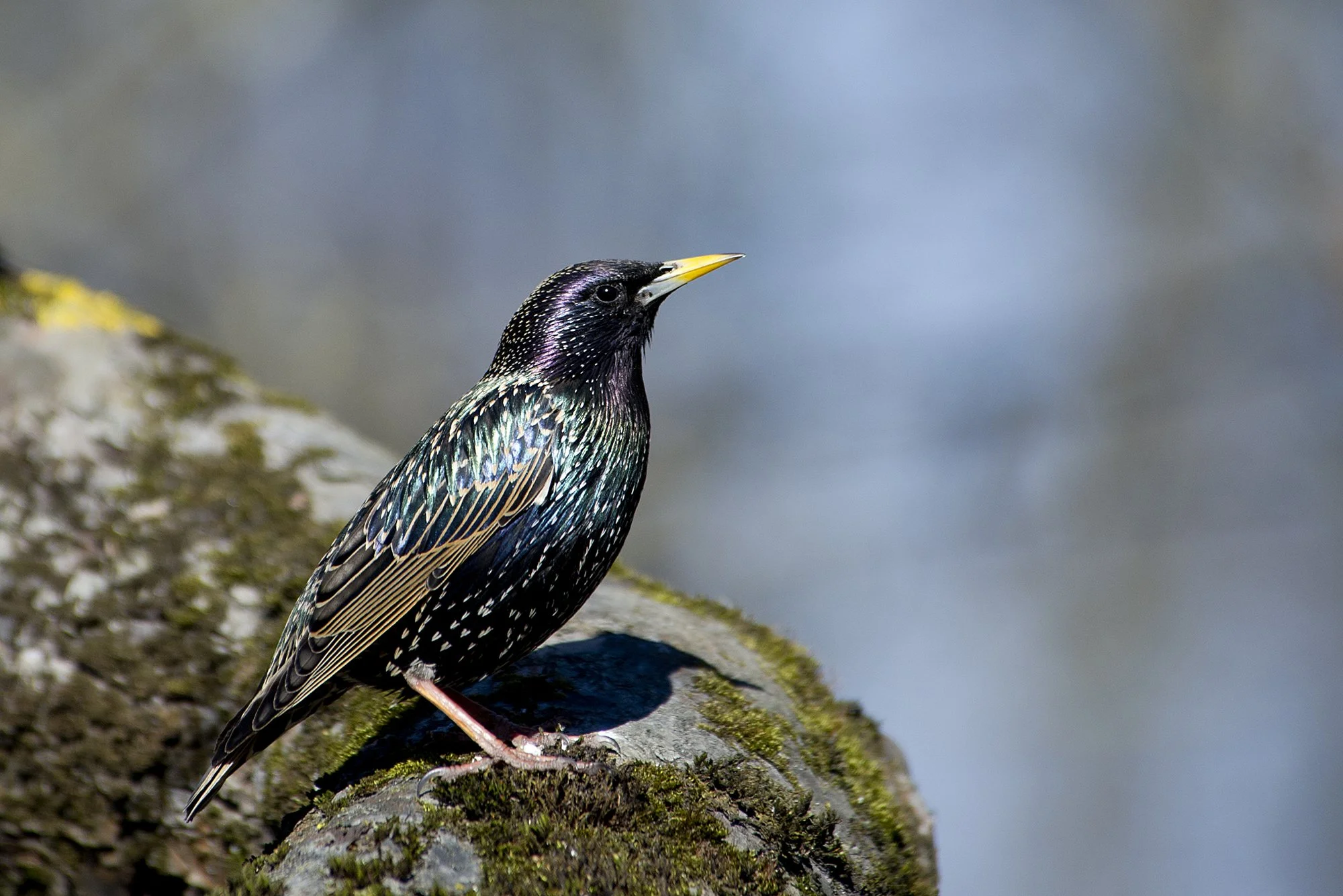 "Kevadekuulutaja" Kuldnokk. Sturnus vulgaris. Valgamaa, Eesti 2019