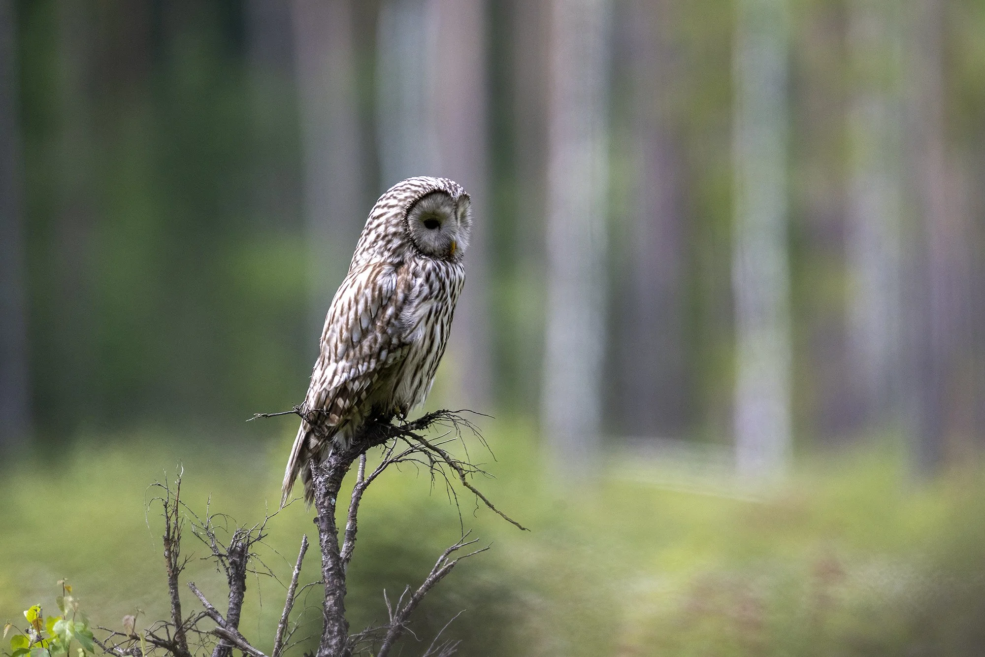 Händkakk (Strix uralensis) Alutaguse 2024