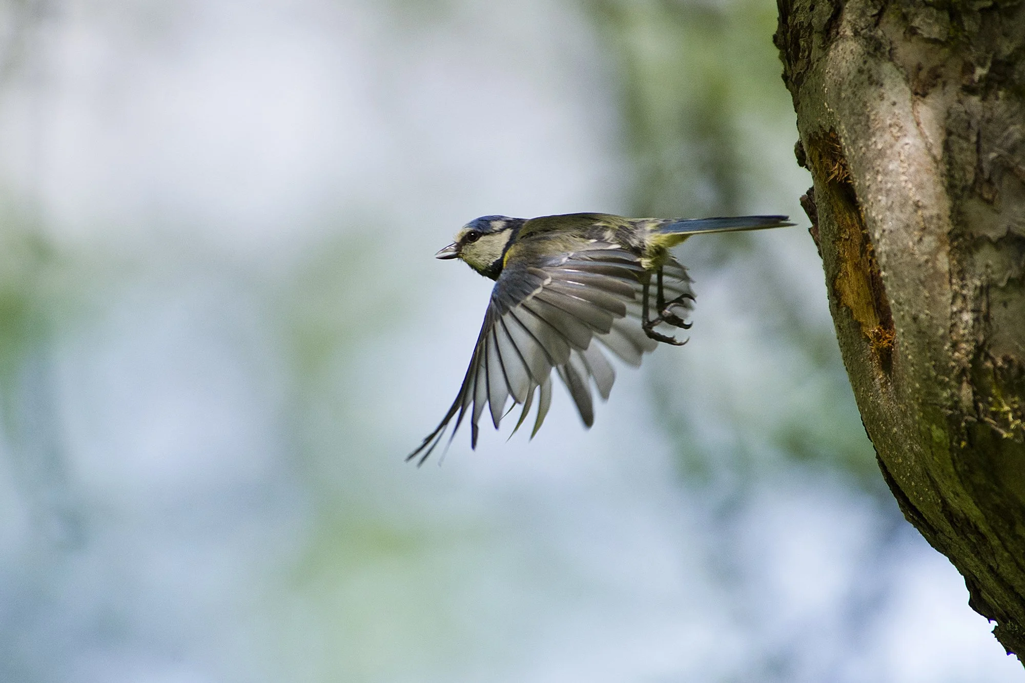 "Pesast välja" Sinitihane.  Parus caeruleus. Valgamaa, Eesti. 2011
