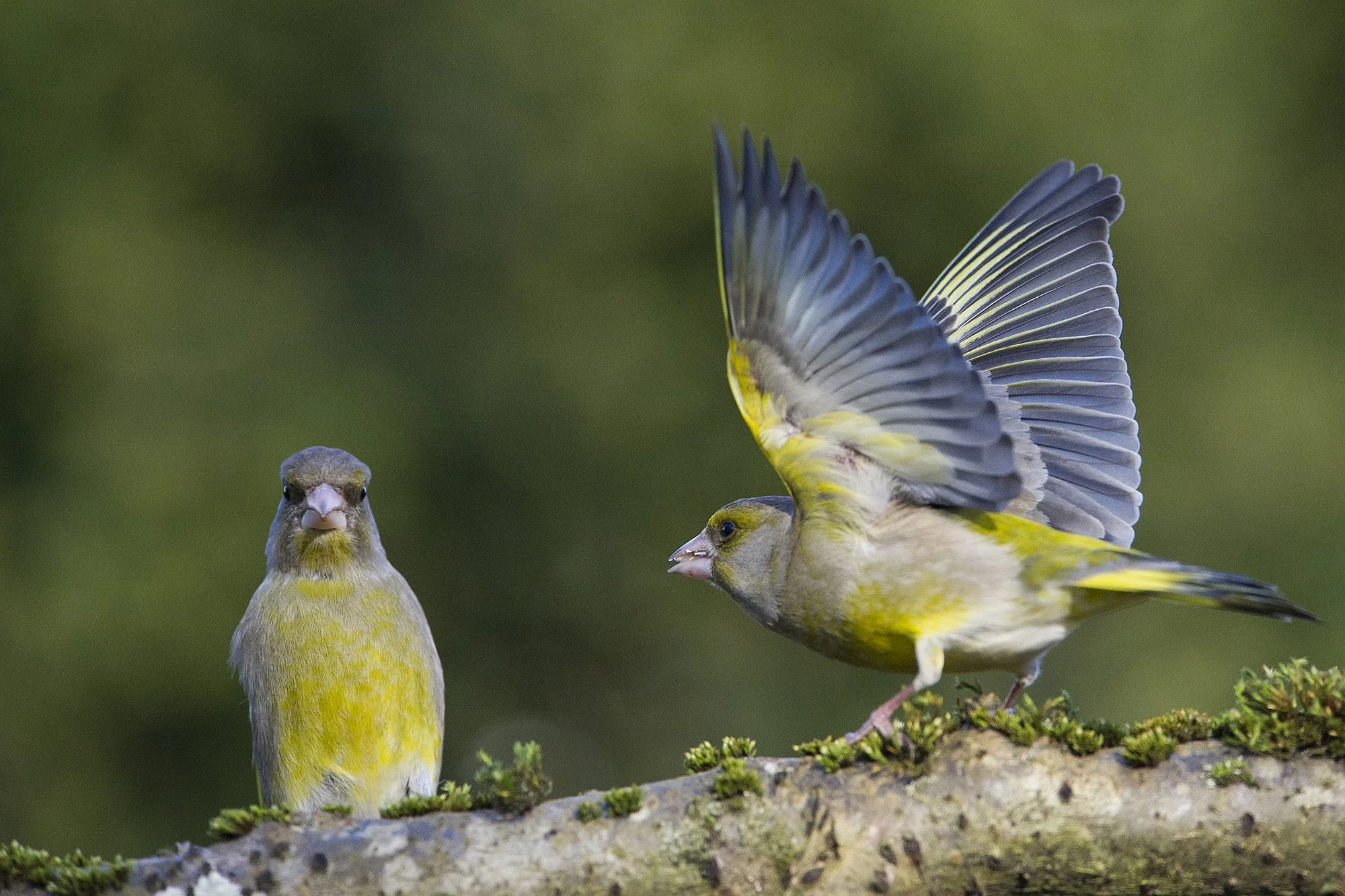 "Rahu ise" Rohevindid.  Carduelis chloris. Kadriorg. Eesti. 2019