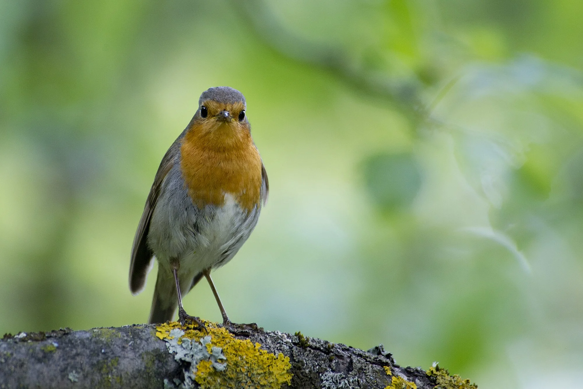 "Punarinna portree" Punarind. Erithacuc rubecula. Pirita. Eesti. 2012