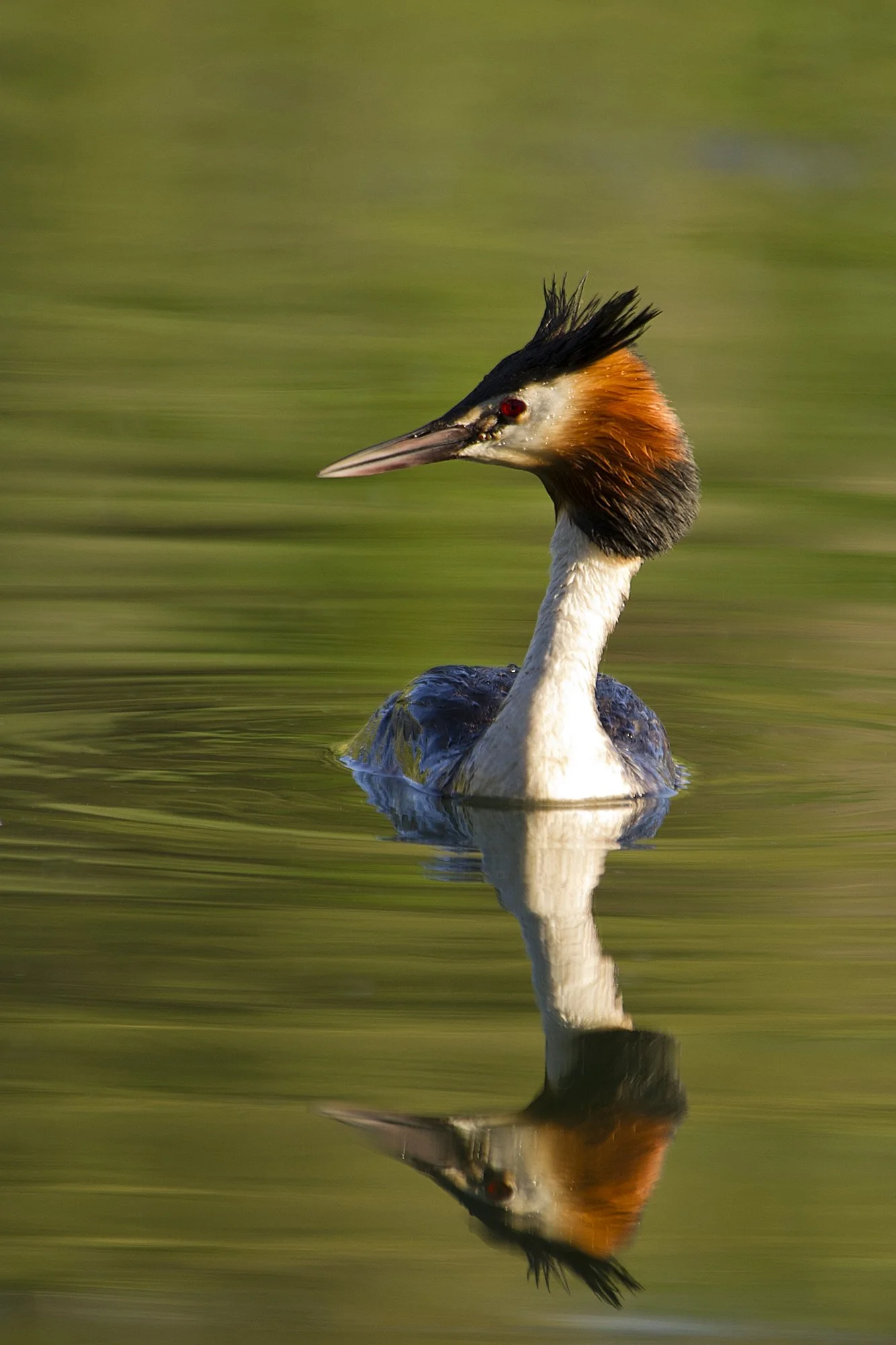 "Emand" Tuttpütt. Podiceps cristatus. Läänemaa, 2020