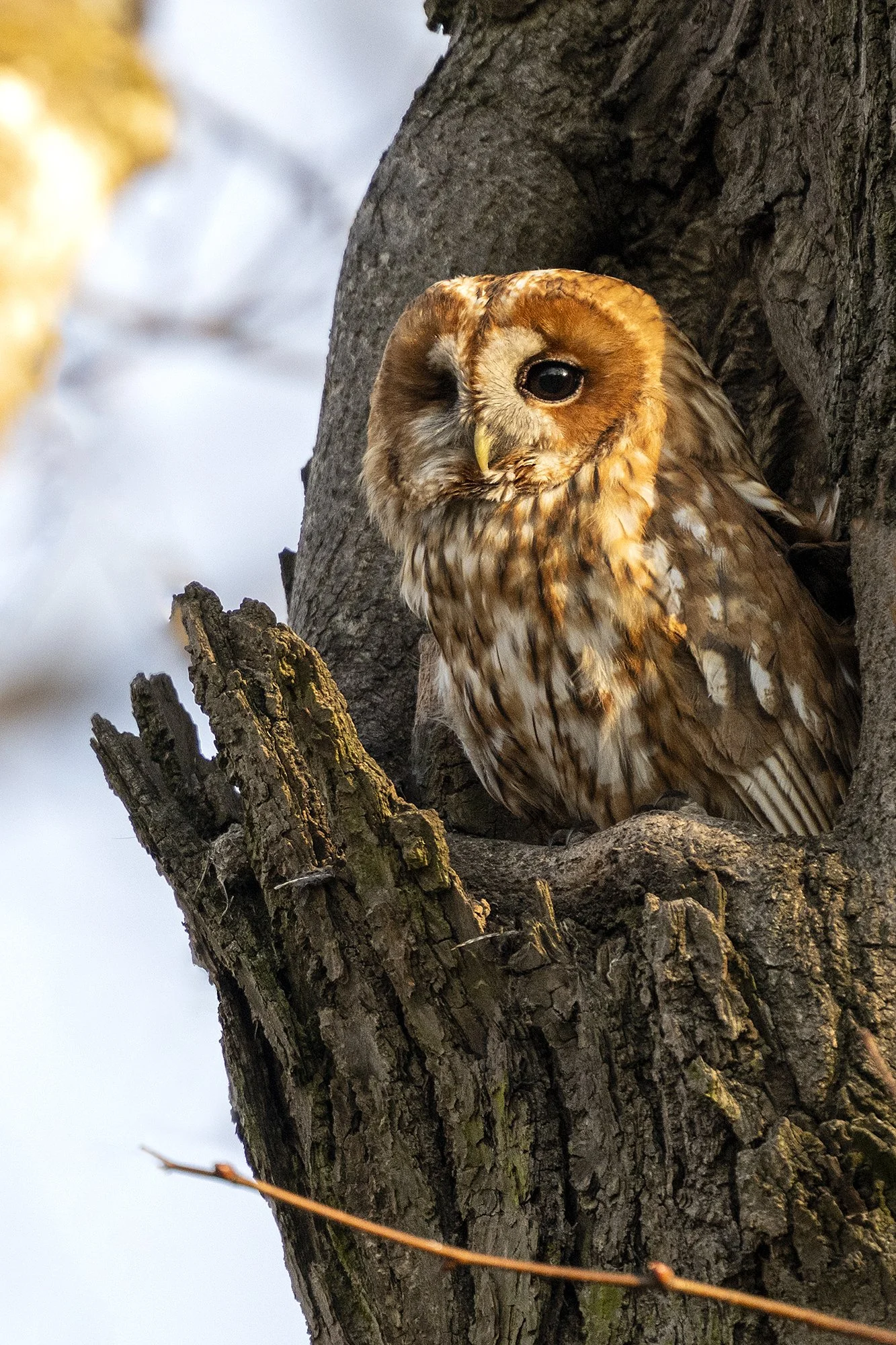 Kodukakk (Strix aluco) Tallinn 2025
