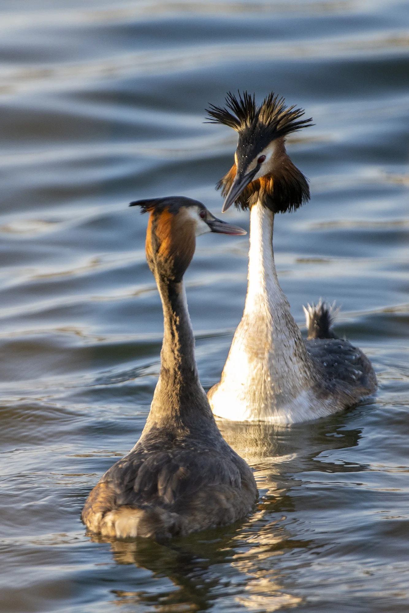 "Silmast silma" Tuttpütid. Podiceps cristatus. Läänemaa, Eesti. 2021