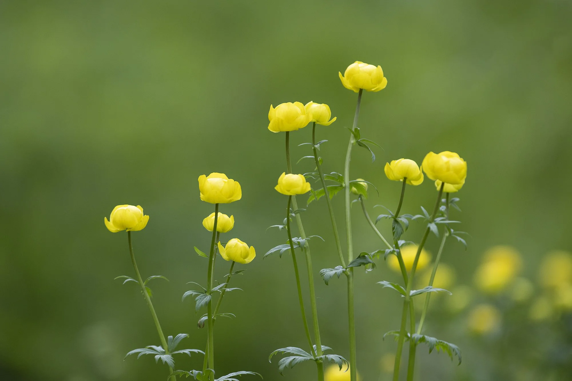 "Kullerkupp" (trollius europaeus) Harjumaa, 2023