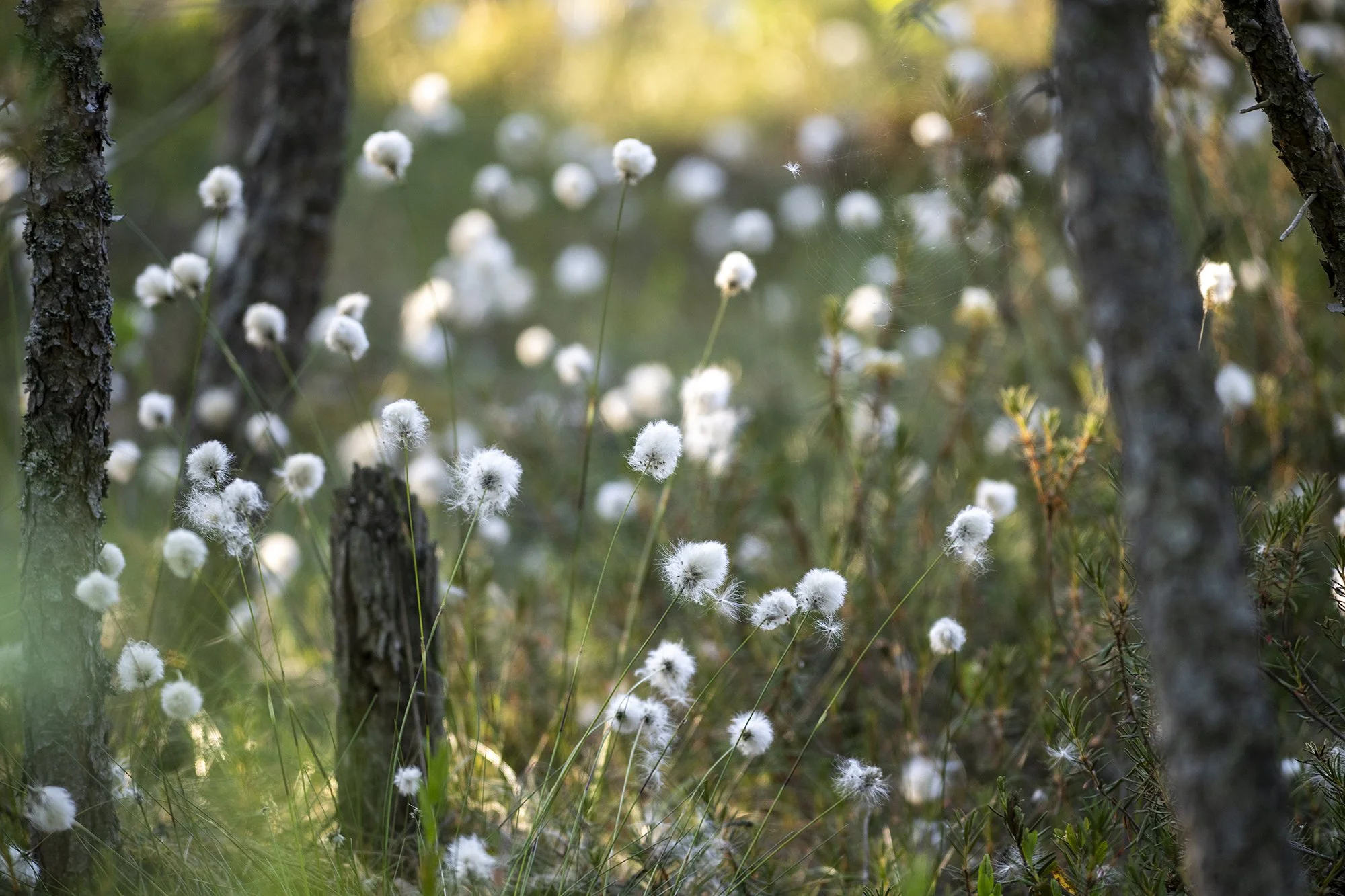 "Villpead loojangu eel" (Eriophorum) Alutaguse, Muraka raba. 2023