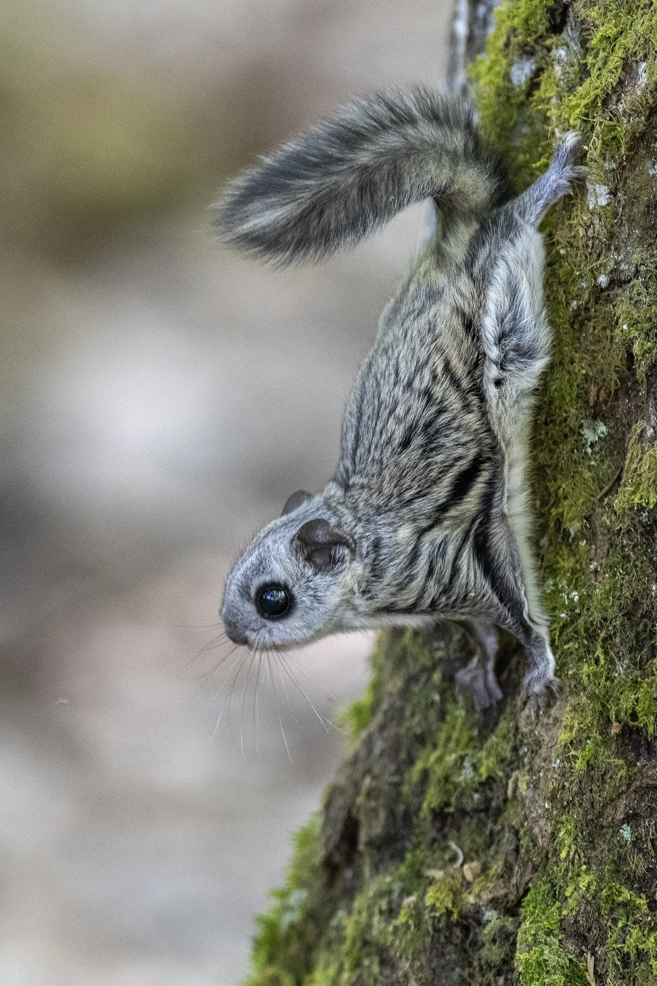 "Lendorav samblasel puul" (Pteromys volans) . Alutaguse 2023.