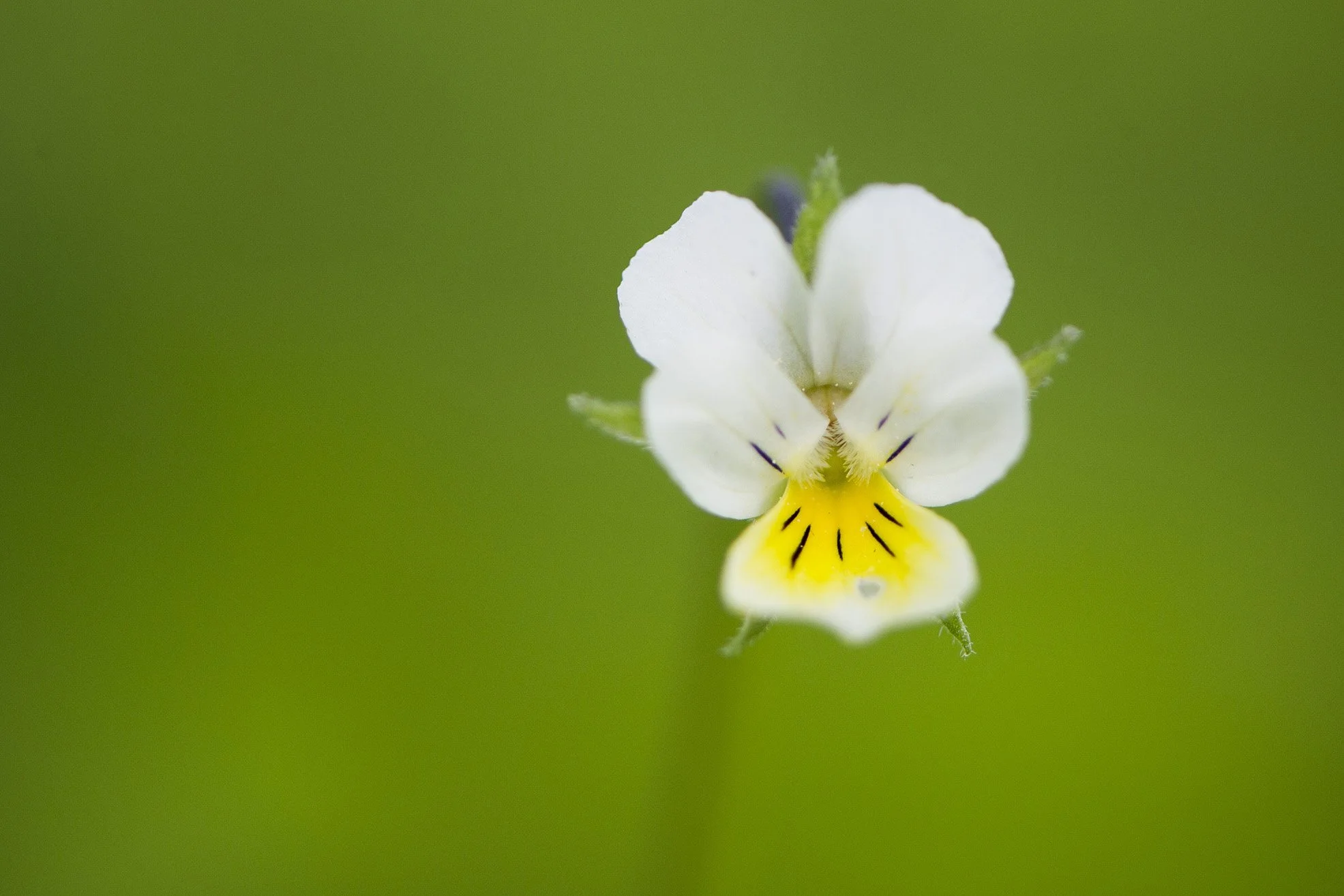 "Kannike"  Aaskannike. Viola trikolor.  Kose, Eesti. 2017