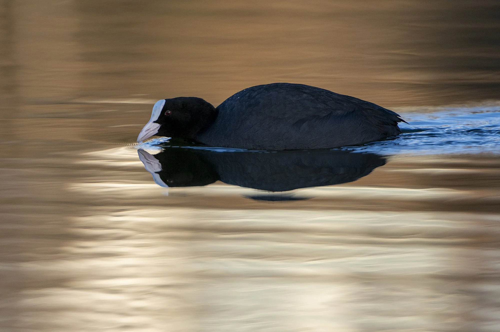 "Luuraja" Lauk ehk vesikana. Fulcia atra. Saaremaa, Eesti. 2021
