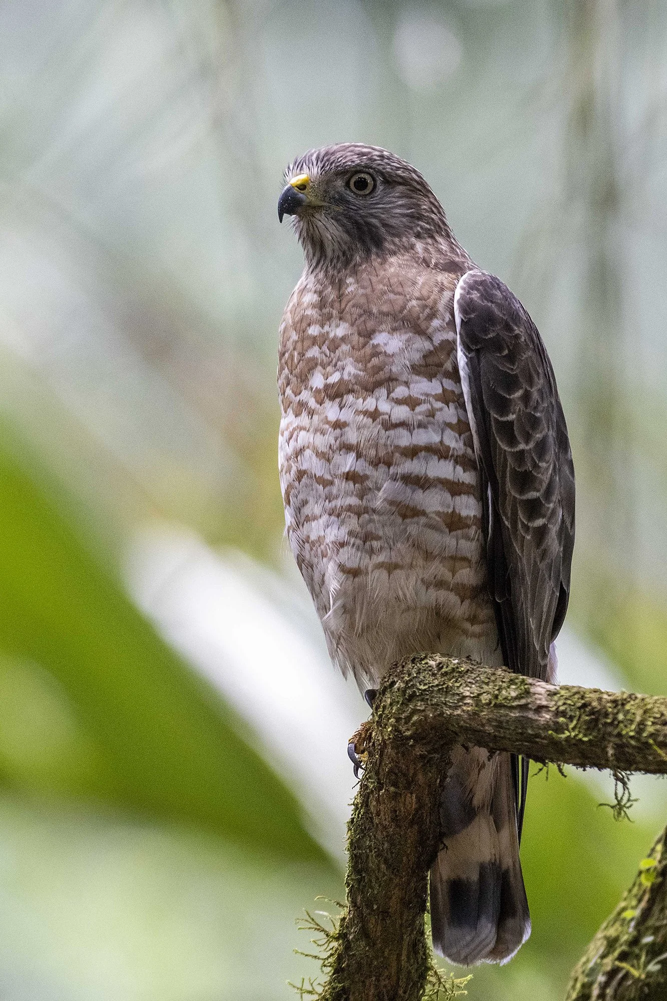 "Viu 2." Väikeviu. Rupornis magnirostris. Costa Rica. 2021