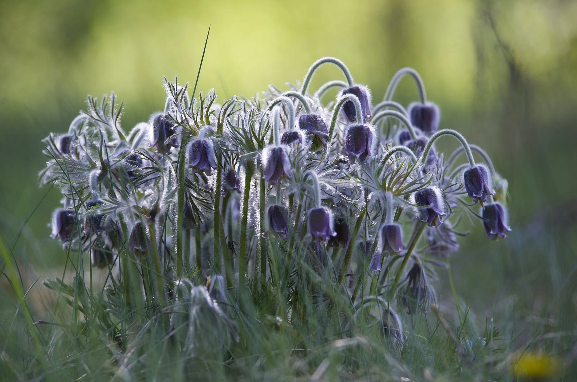 "Karvakannid" Aas-karukell. Pulsatilla patens. Pirita, Eesti. 2017