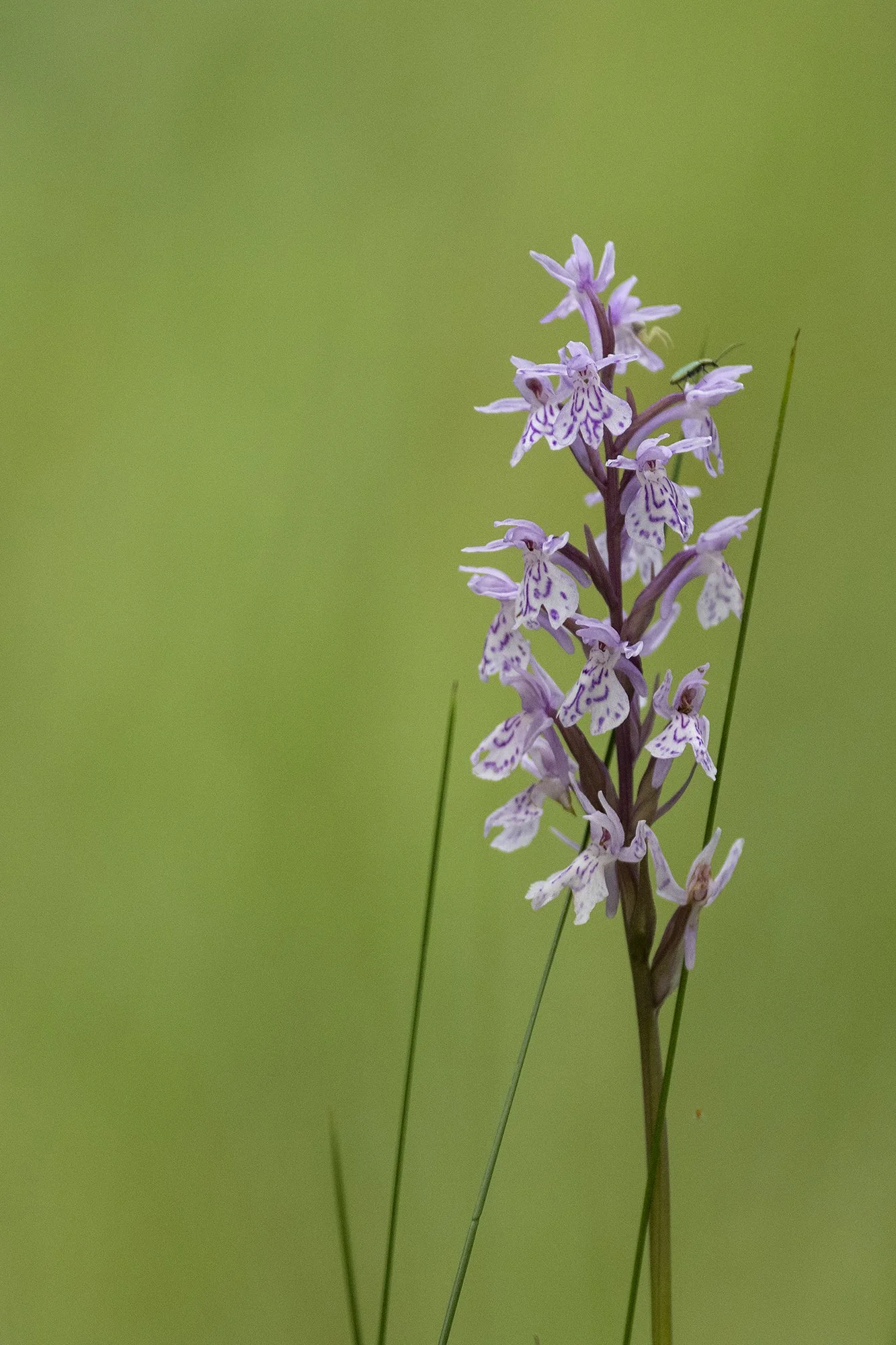 Kuradi-sõrmkäpp. (Dactylorhiza maculata) Oonurme. 2024