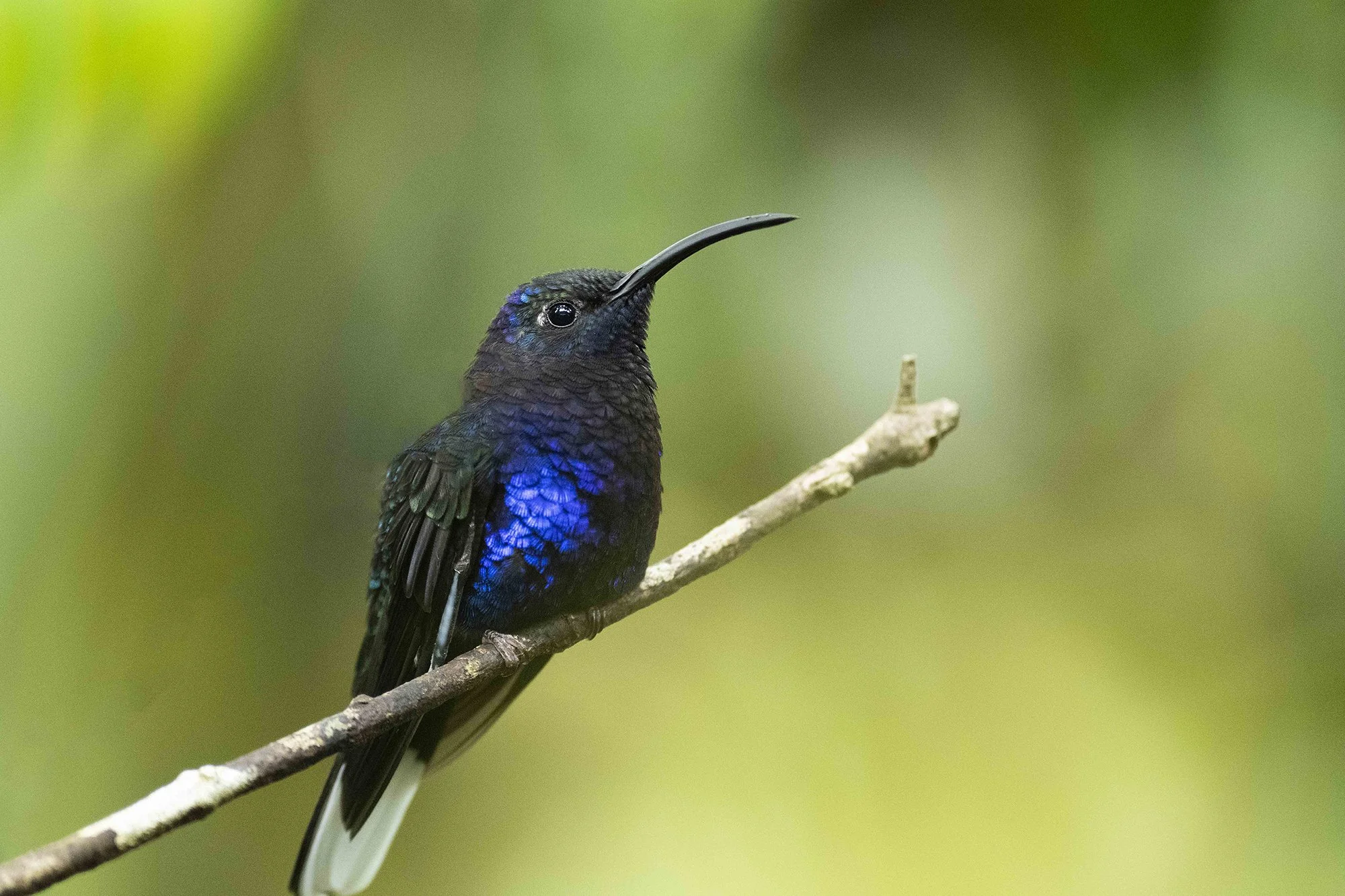 "Koolbri 5".  Sini-saabelkoolibri. Campylopterus hemileucurus. Costa Rica 2021