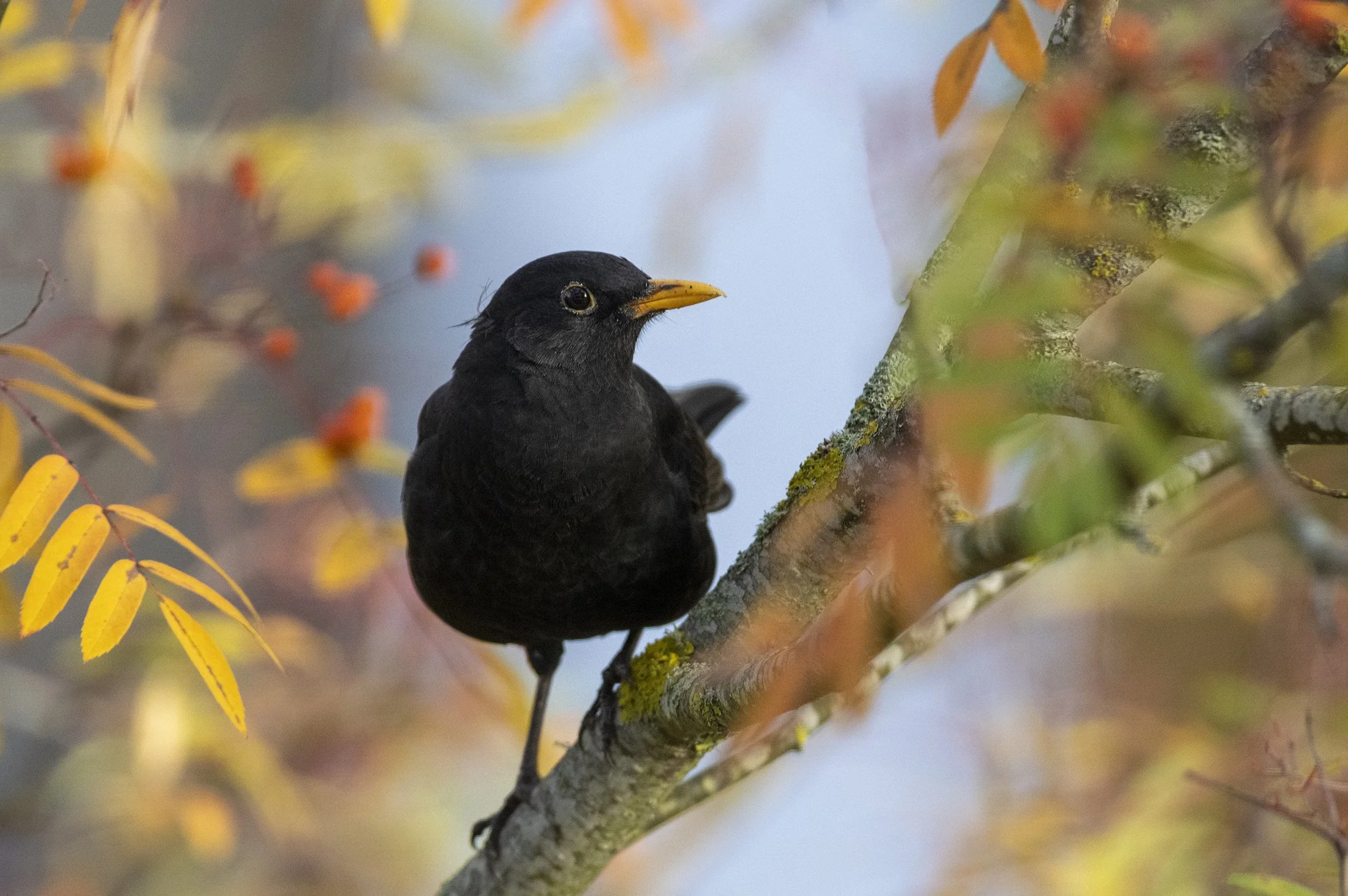 "Sügisvärvides musträstas". Musträstas. Turdus merula. Pirita, Tallinn. 2022