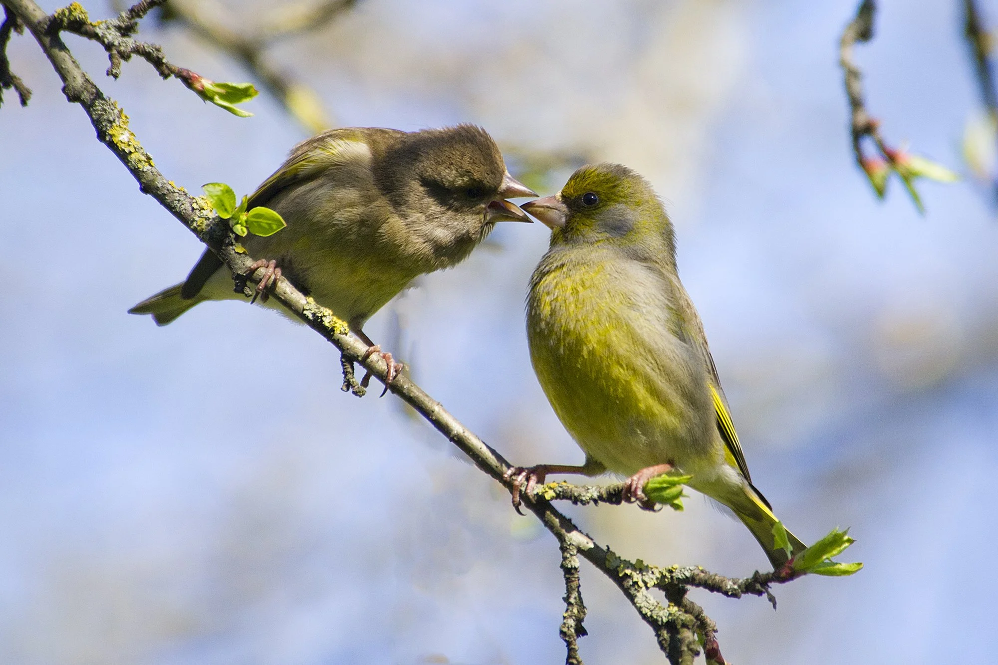 "Kevadine suudlus" Rohevindid. Carduelis chloris. Kadriorg. Eesti. 2018