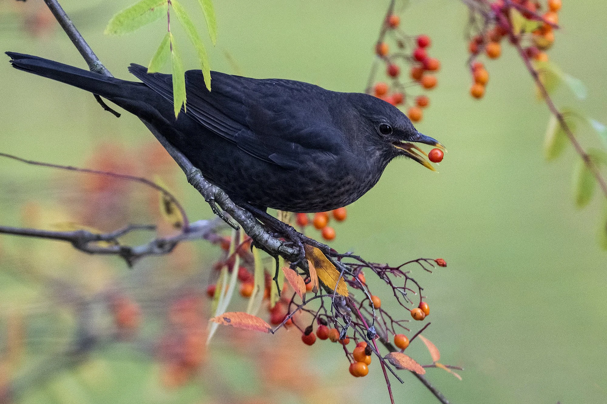 ""Mustkunstnik" Musträstas, Turdus merula, teeb sama kiireid ja märkamatuid liigutusi nagu mustkunstnik. Üksnes kaamera suudab   neid hetki kinni püüda. Pirita,Eesti 2022
