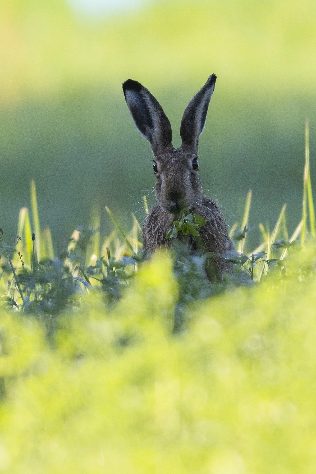 "Jänku ristikututiga". Valgejänes. Lepus timidus. Otepää kõrgustik, Eesti. 2022